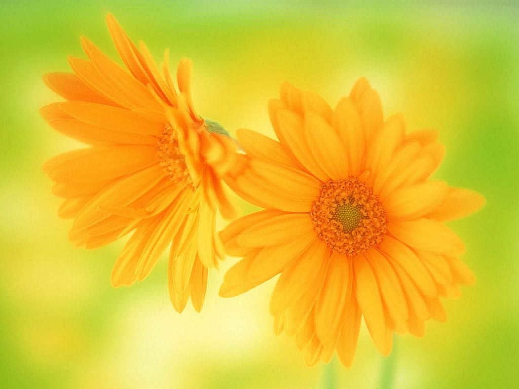 daisy flower jaune butterfly hd desktop wallpapers