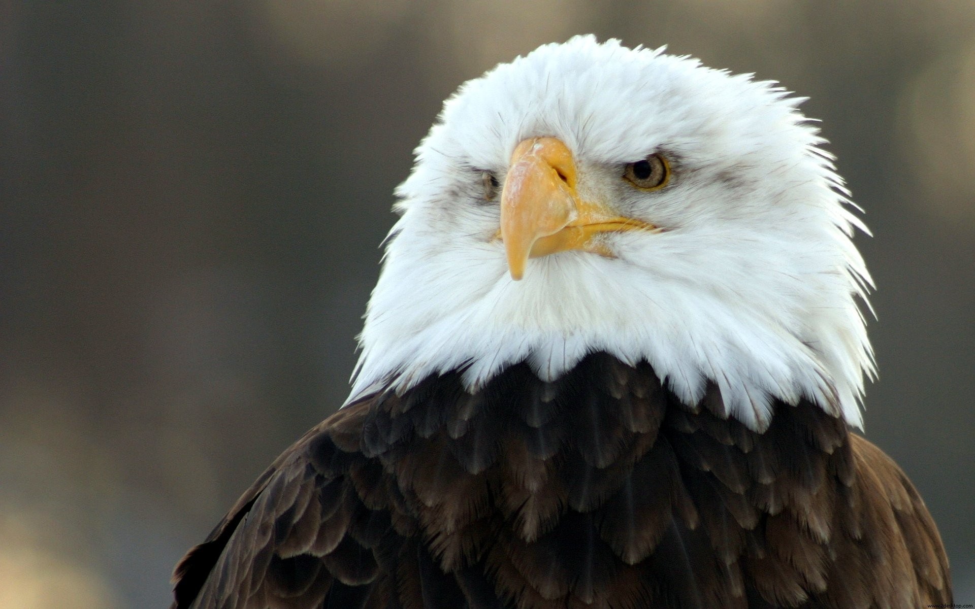 desktop golden eagles photos download