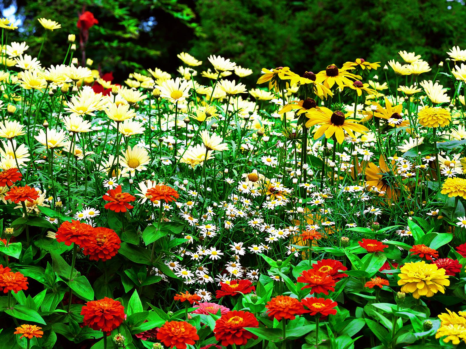 Garden Photos Hd Free Download Wallpaper Backgrounds