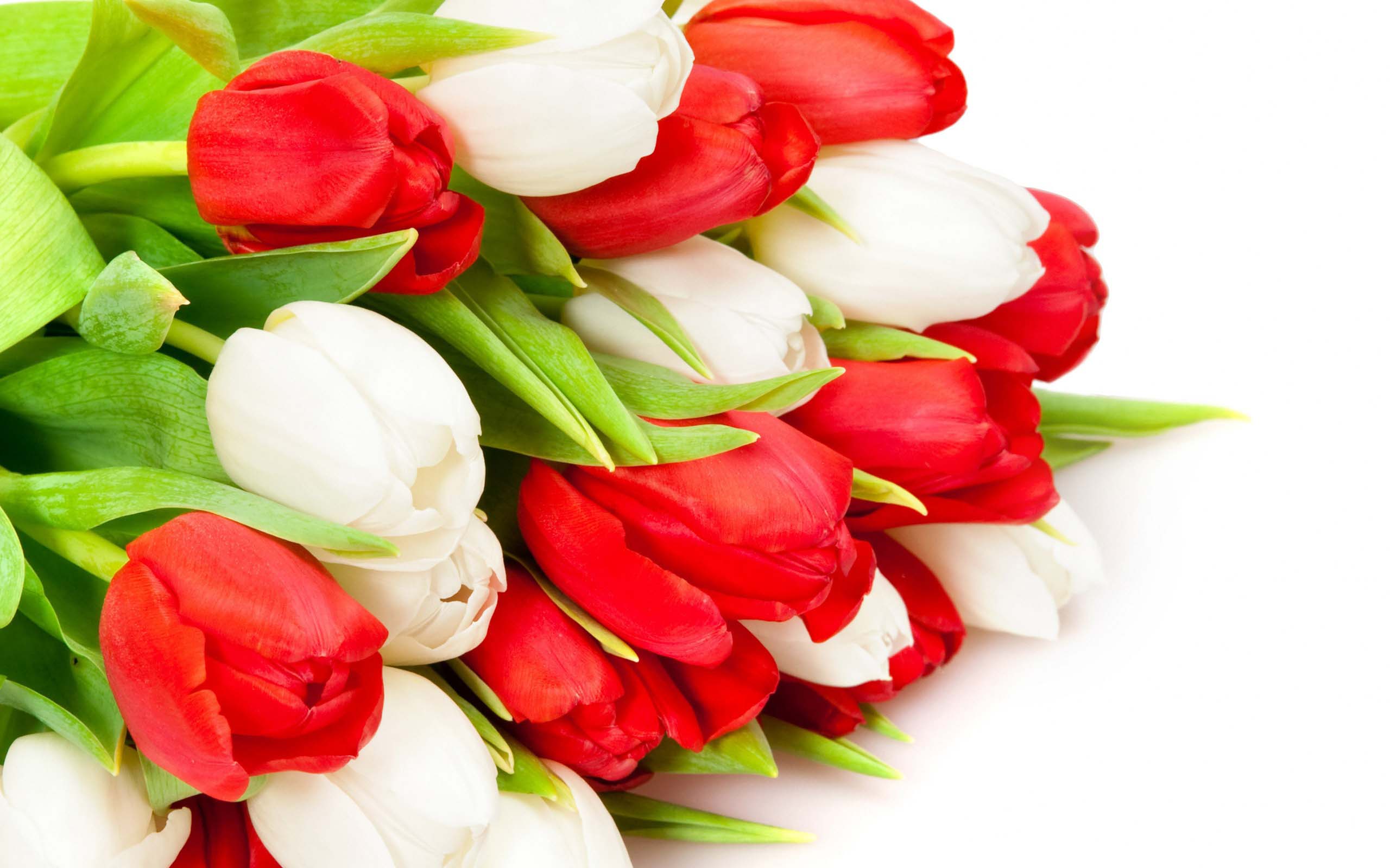 bundal of red white tulip bud flowers free highresoution imges