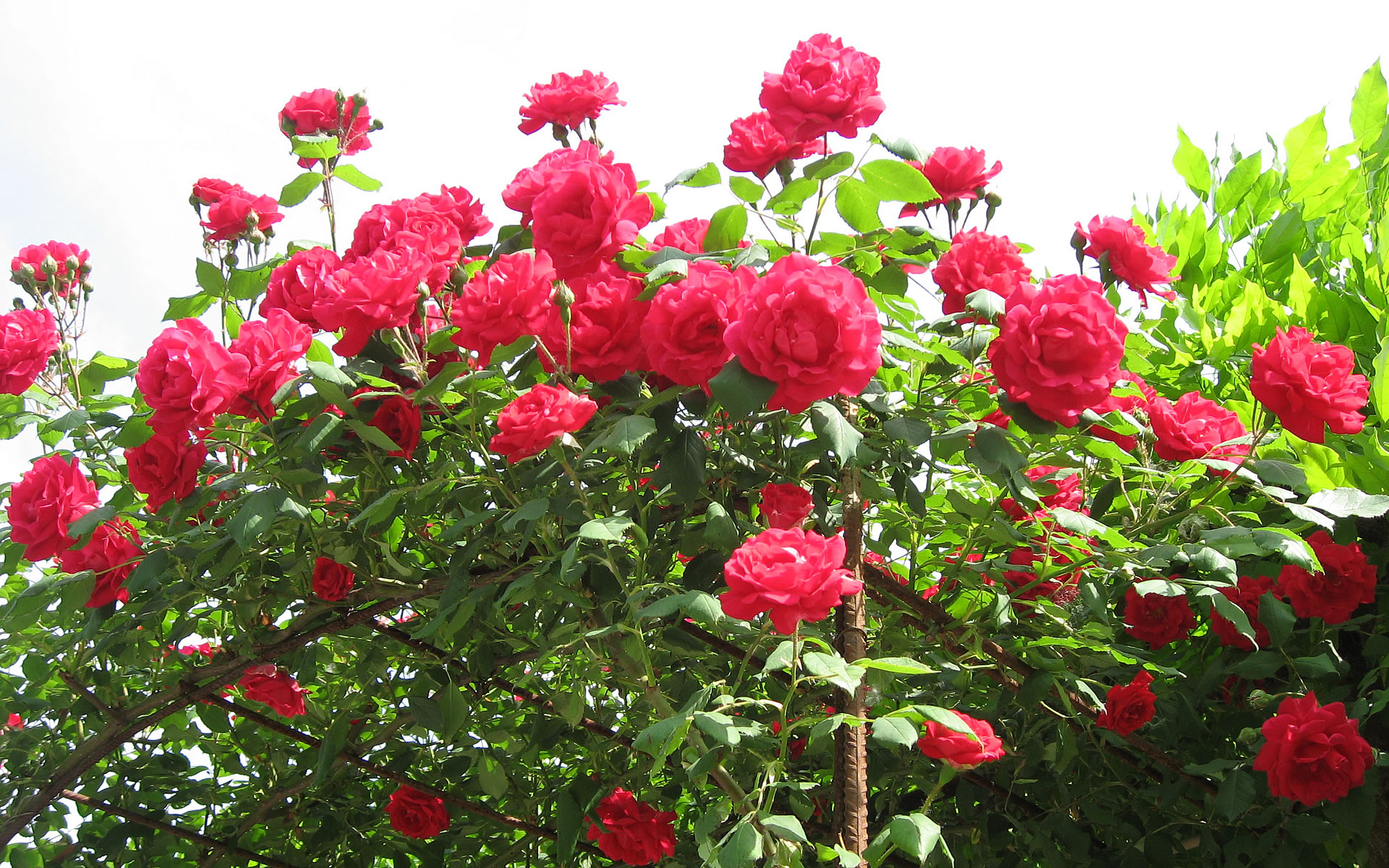 natureal roses flower wallpaper hd desktop wallpaper widescreen images