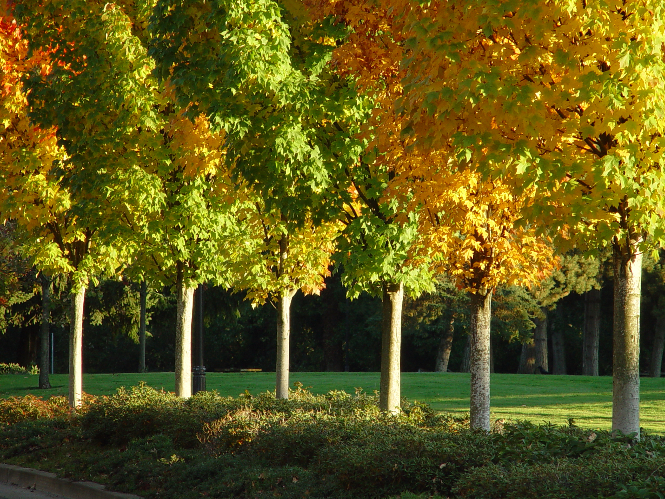 fall colors in urban forest images picture photos download