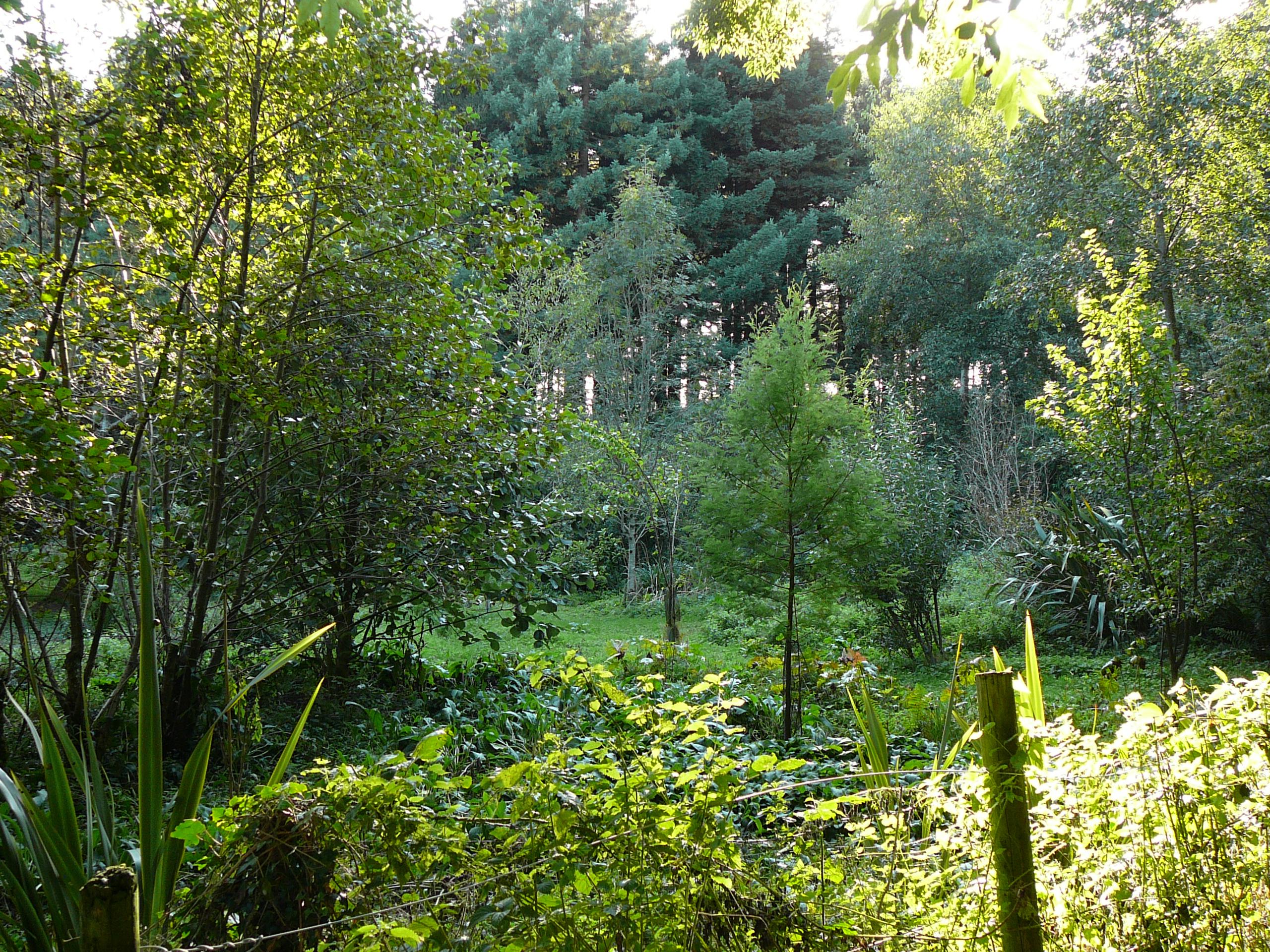 forest garden images picture photos album images download
