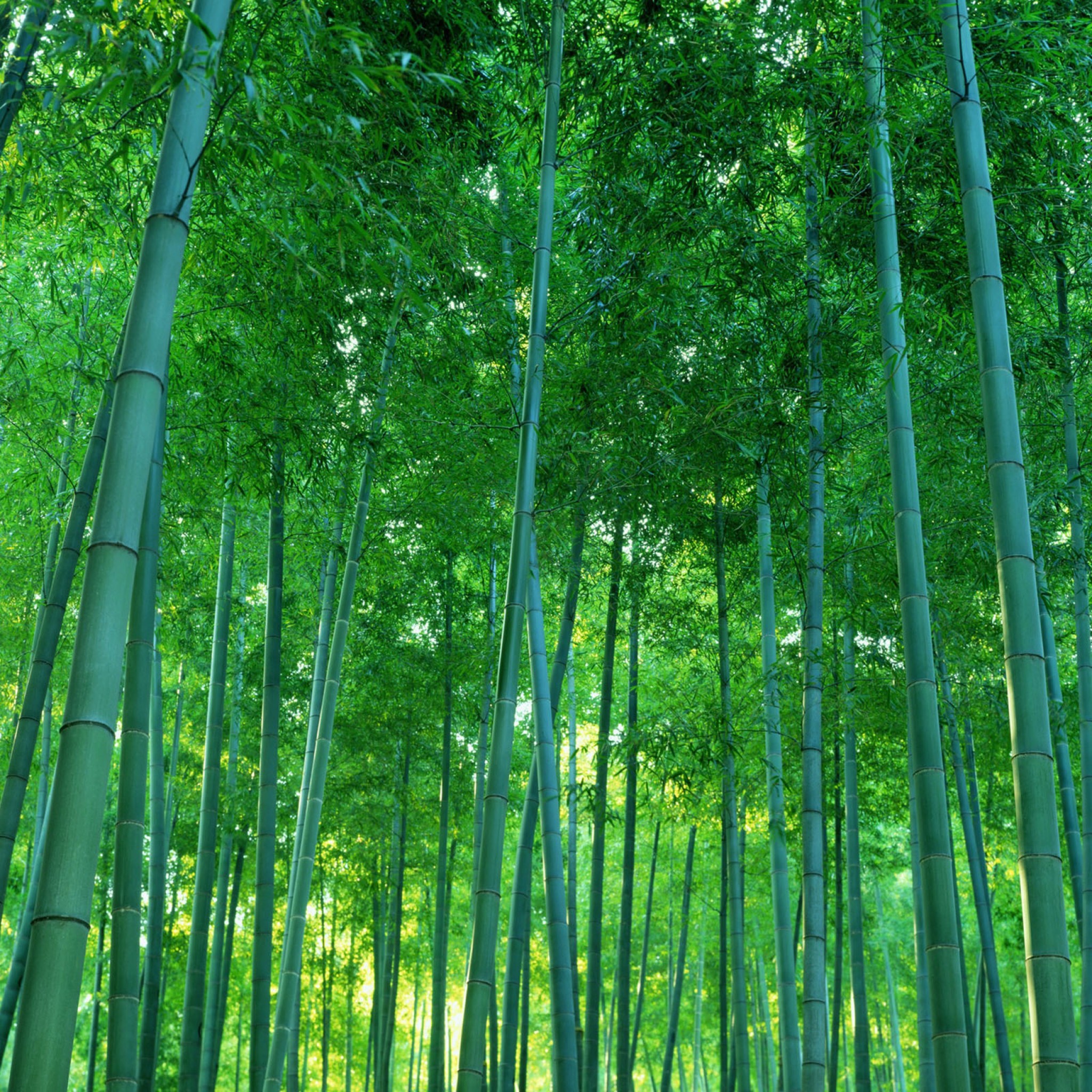 Green Bamboo Forest Images Photos Picture Wallpaper Download