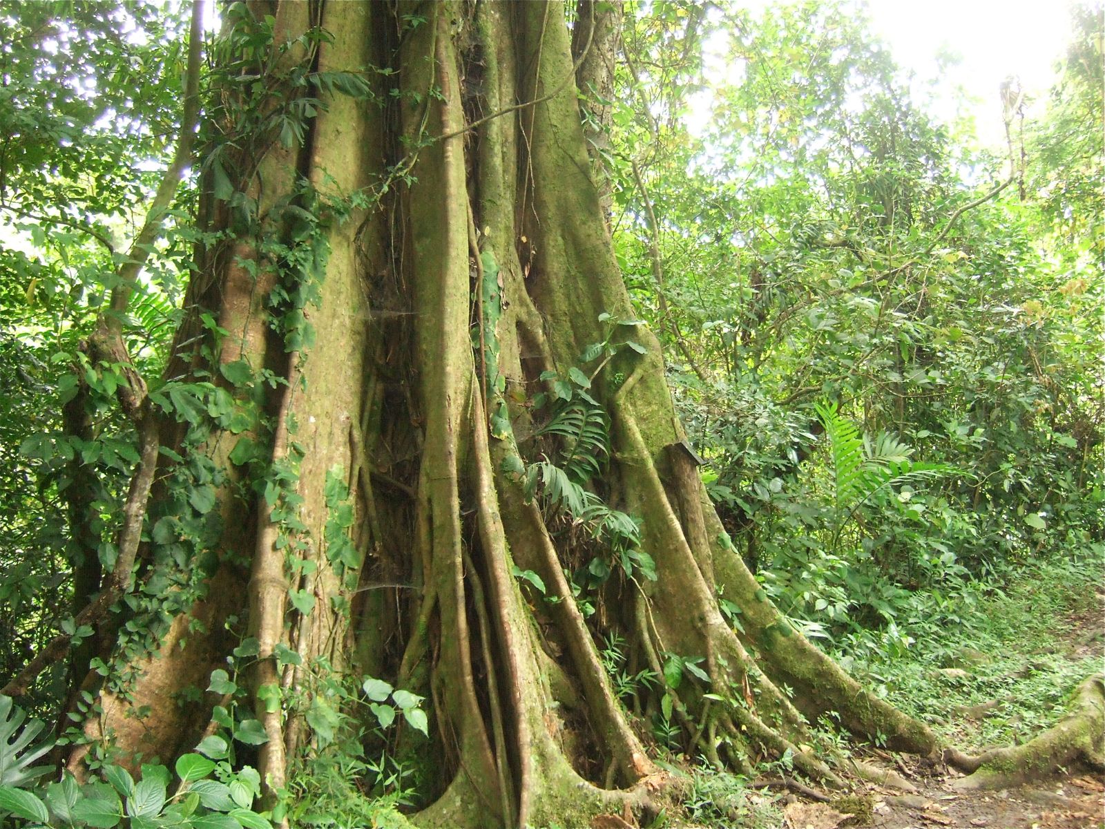 Medicine Monteverde Cloud Forest Images Picture Wallpaper Download
