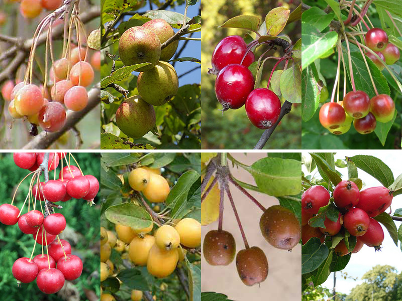 desktop crabapple fruits tree varieties pictures