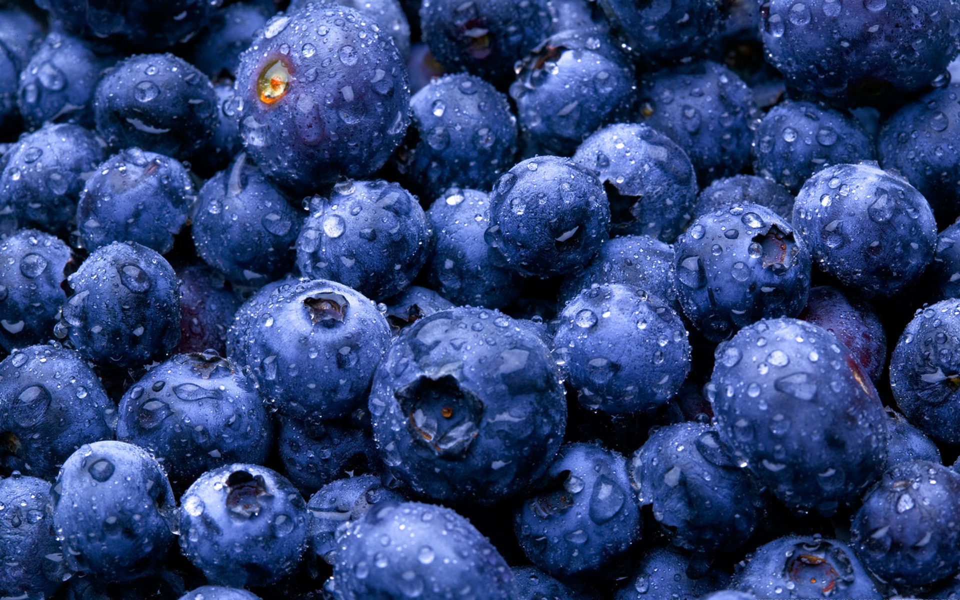 desktop hd blueberry fruit pictures