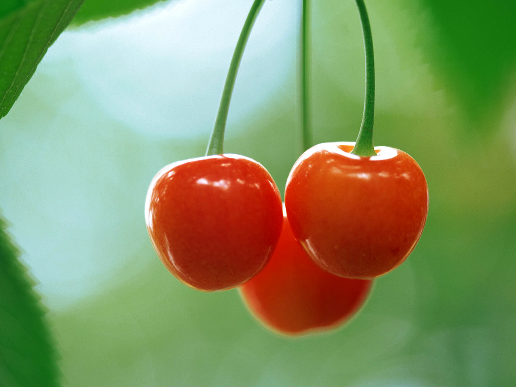 desktop hd cherry fruit picture