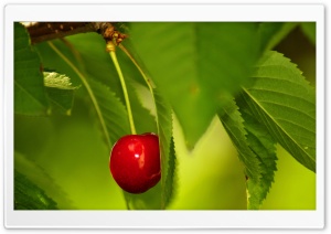 desktop hd fruit tree pictures