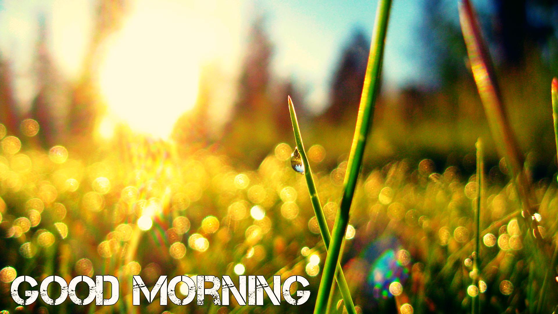 Good Morning Hd Wallpapers Free Background