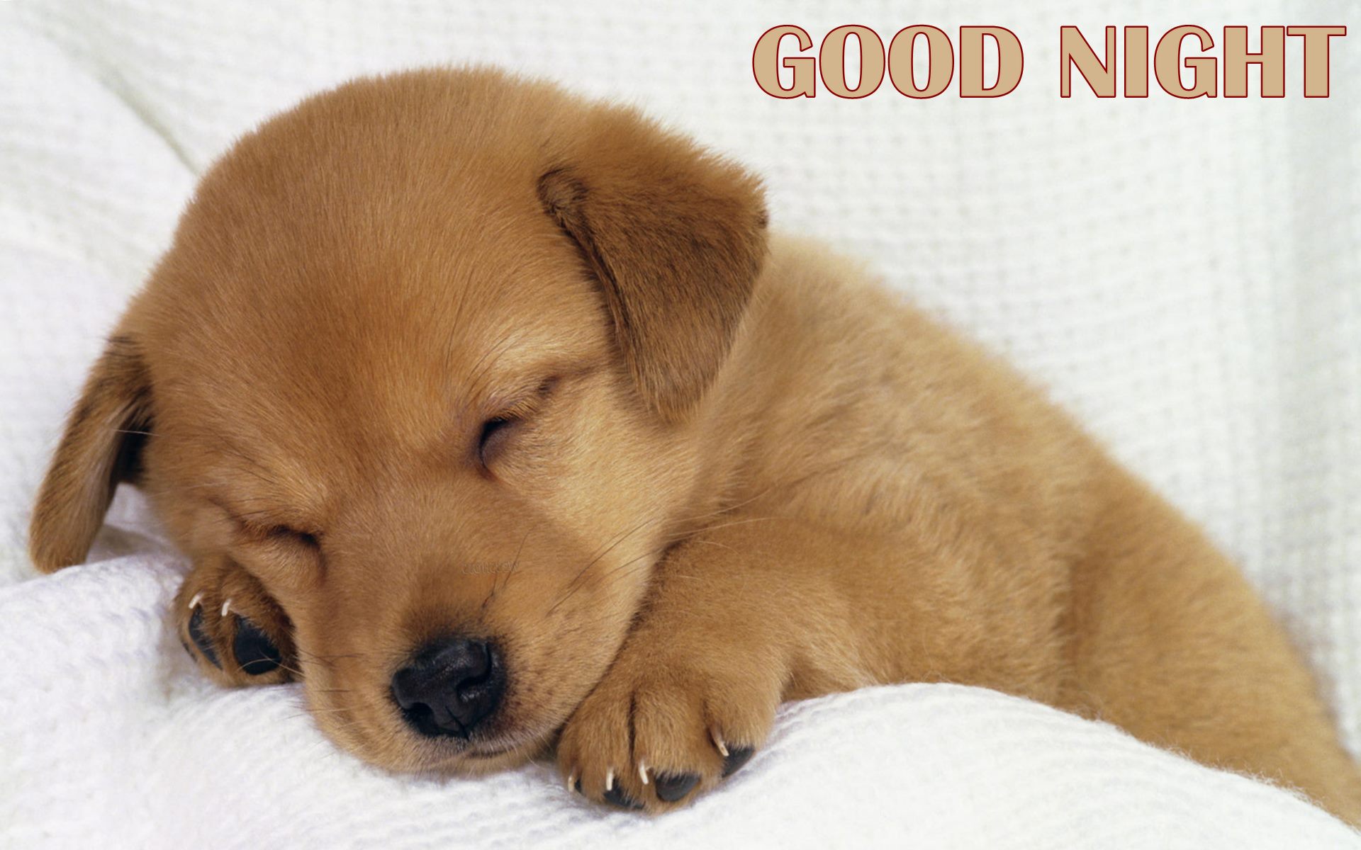Good Night Cute Puppy Sleeping HD Wallpaper