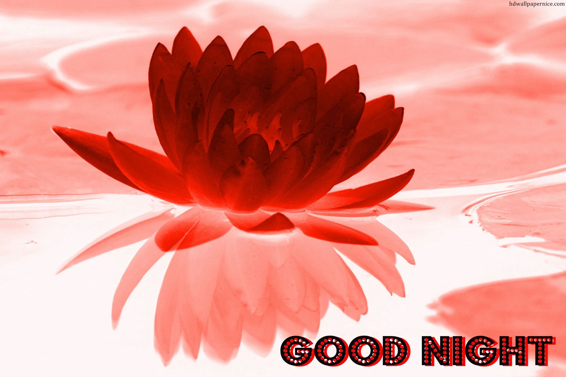 Good Night Lotus Flowers HD Wallpaper
