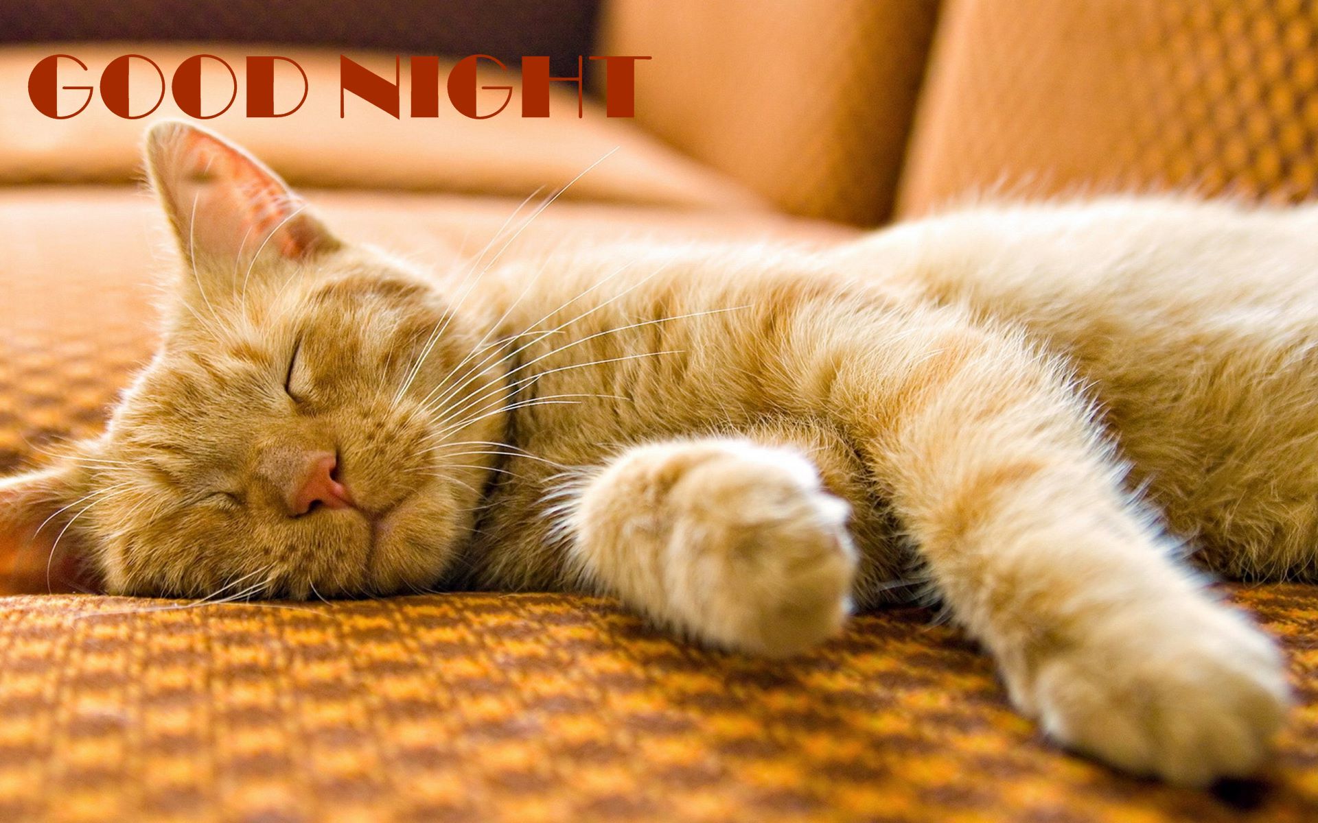Good Night Sleeping Cat HD Wallpaper
