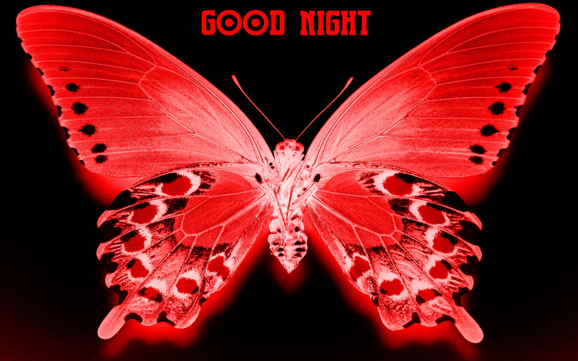 Red Butterfly Good Night Pics HD Wallpaper
