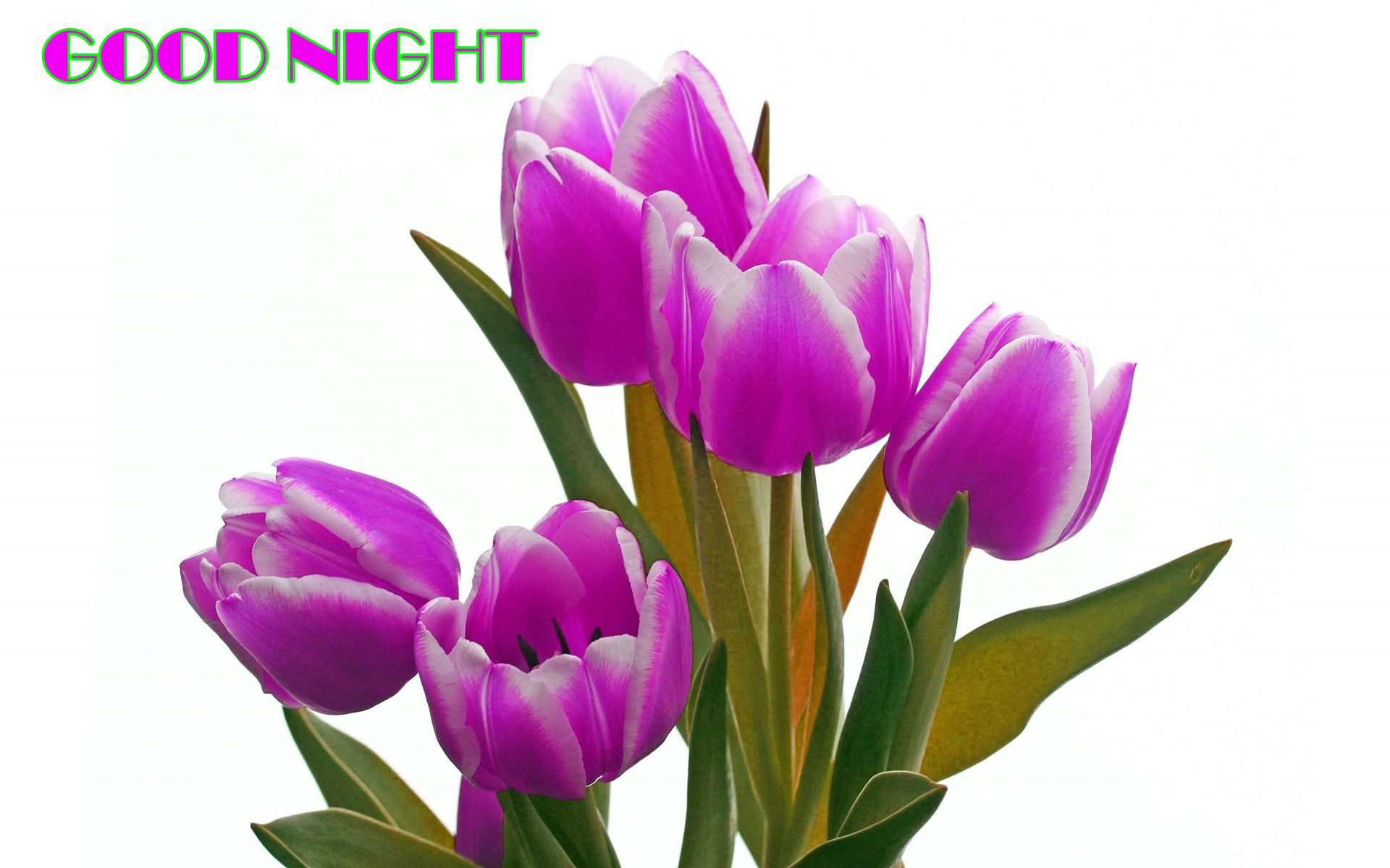 good night with flower hd images