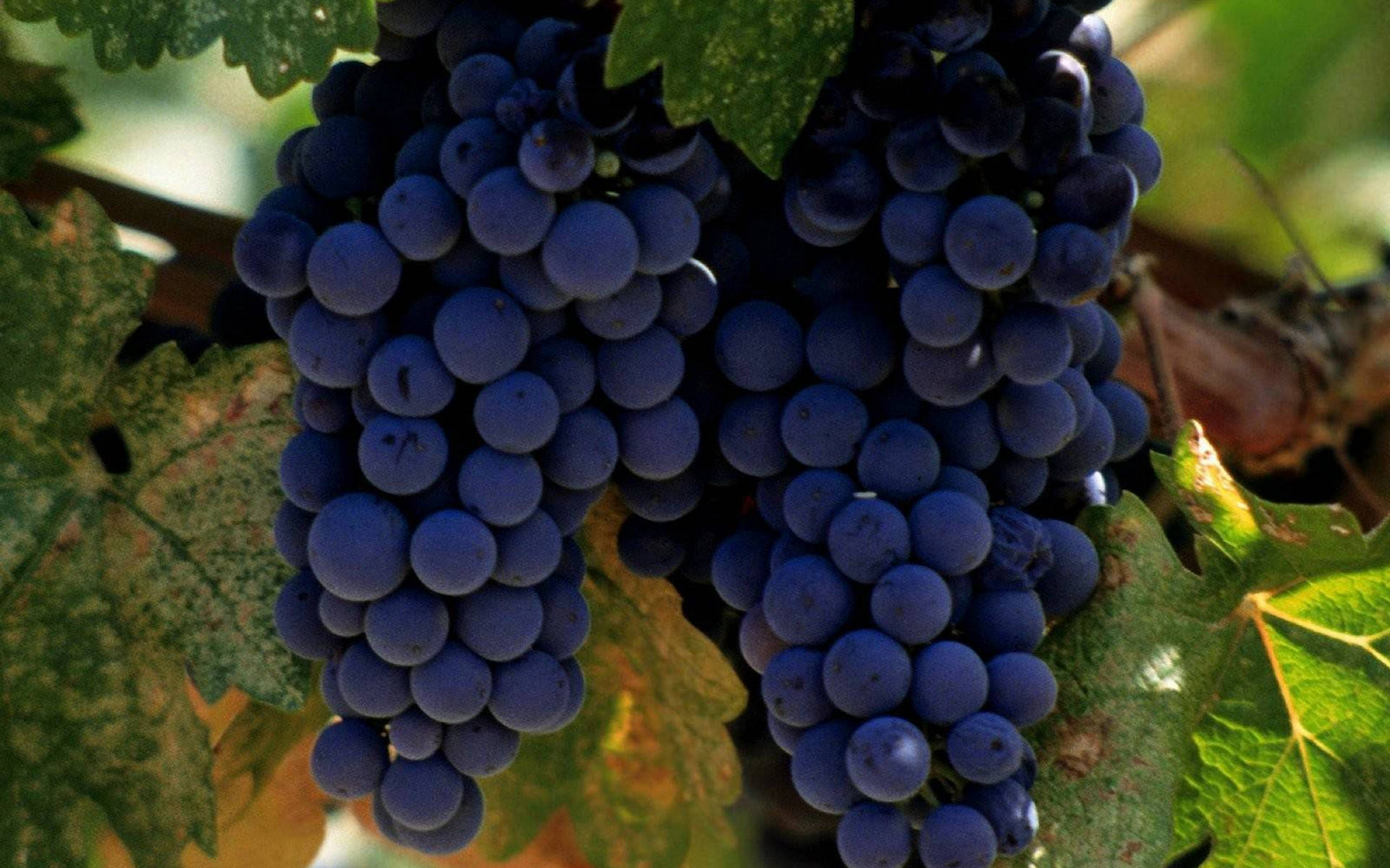desktop grapes image download