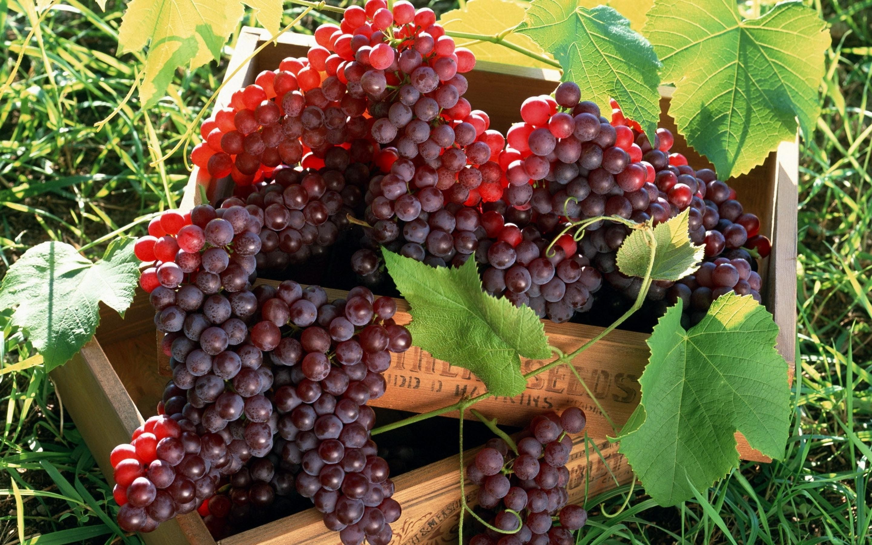 desktop grapes pictures fruit download