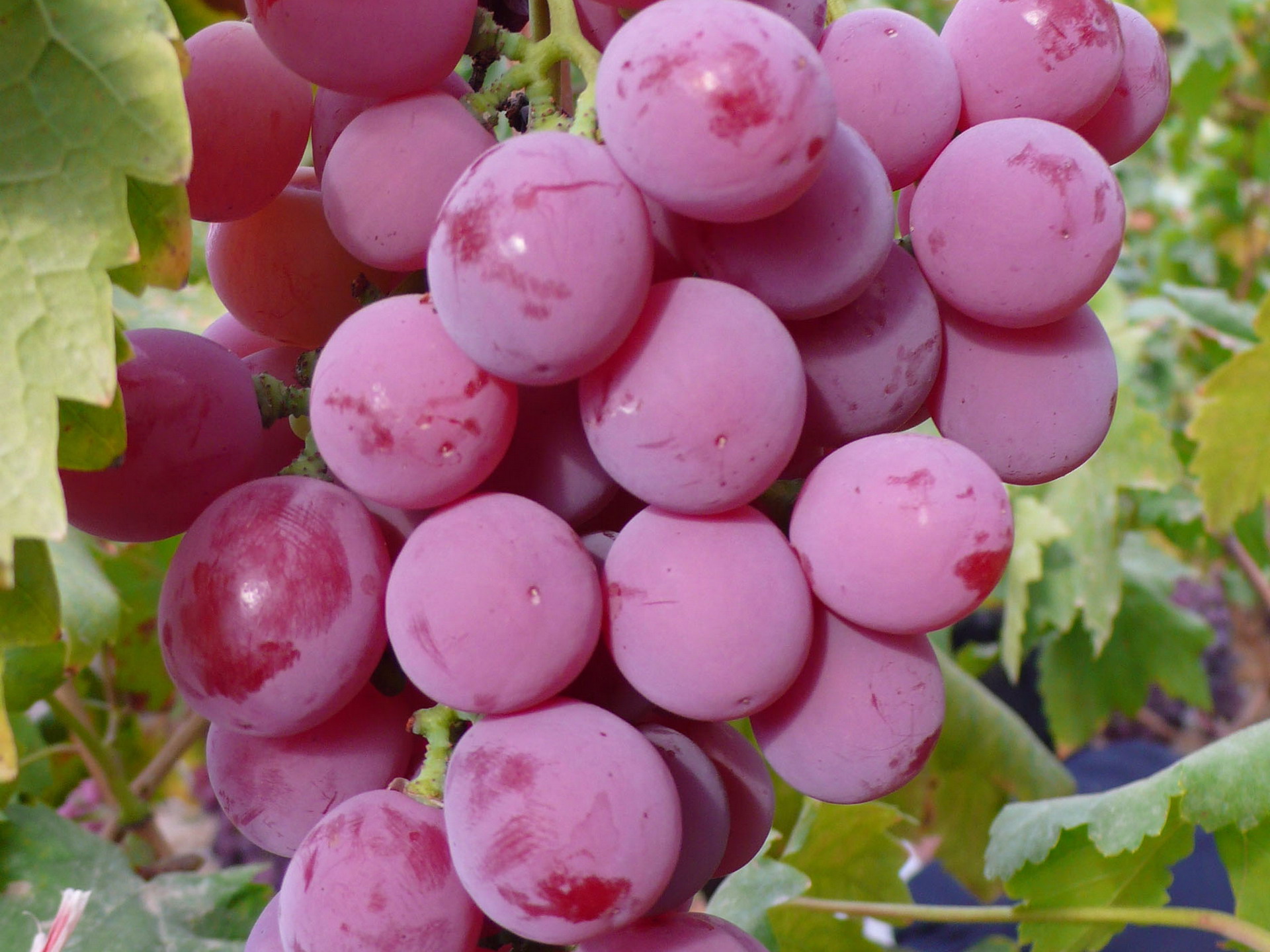 desktop hd images of grape fruit
