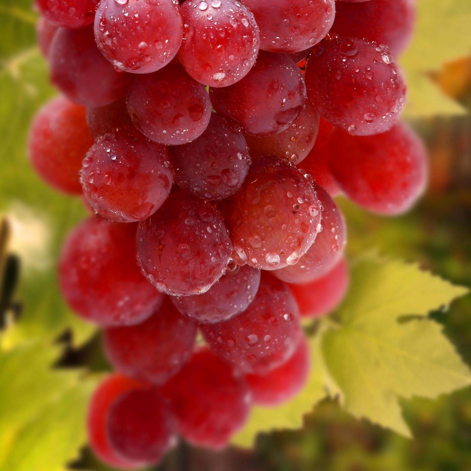 desktop images of grape fruit