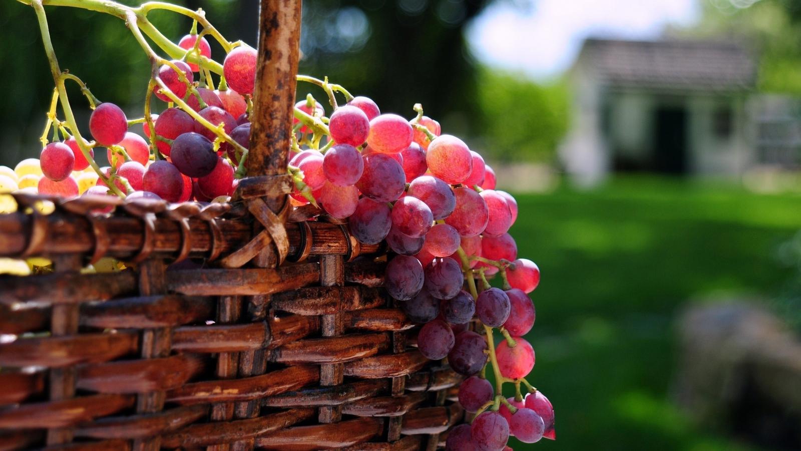 desktop red grapes images