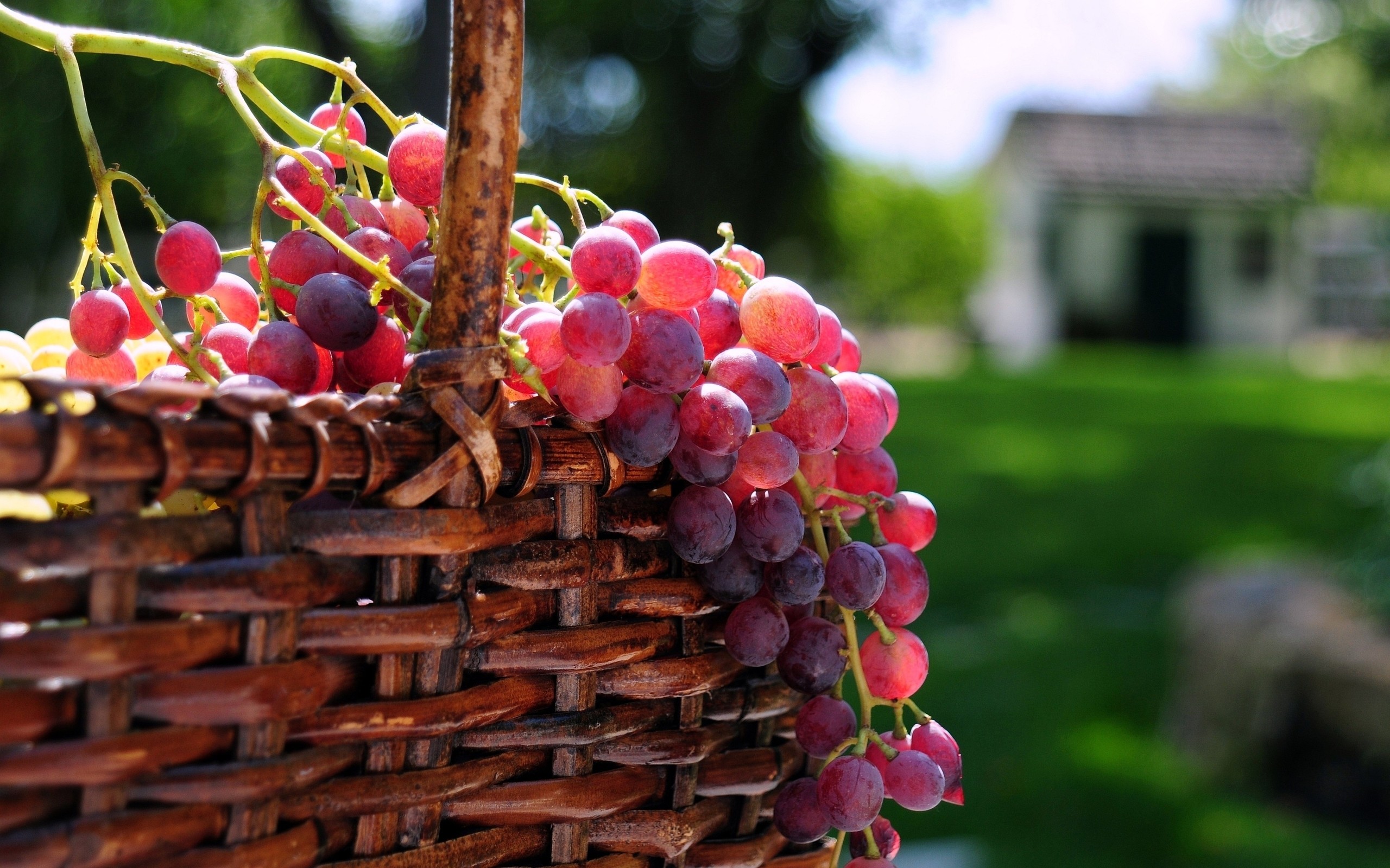 grapes photo download