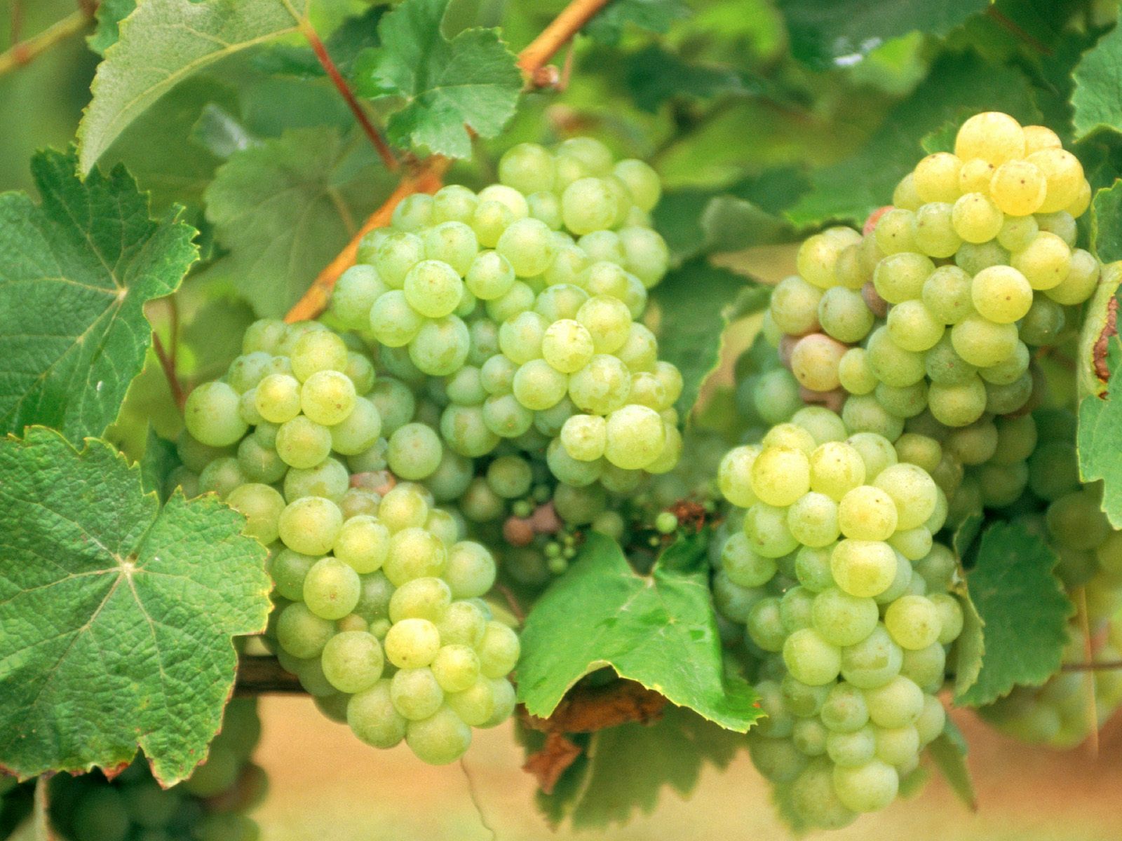 grapes picture download