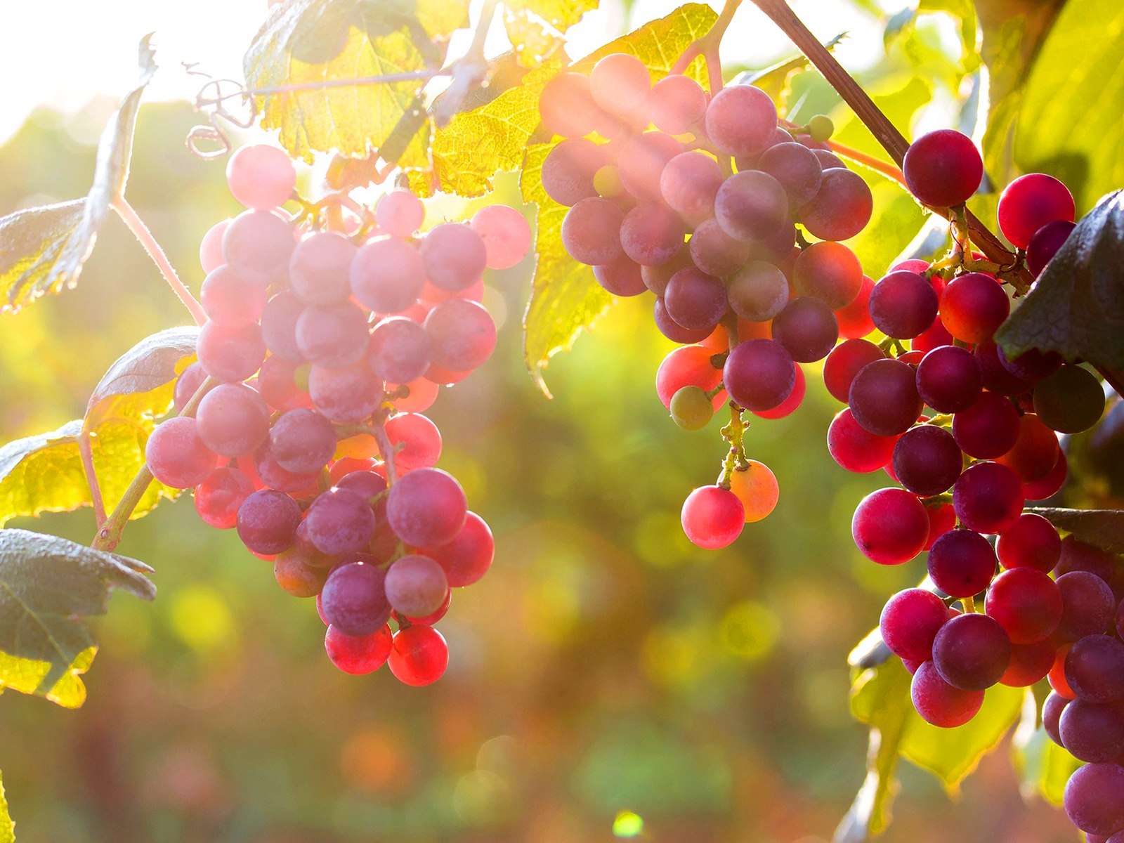 grapes pictures wallpaper