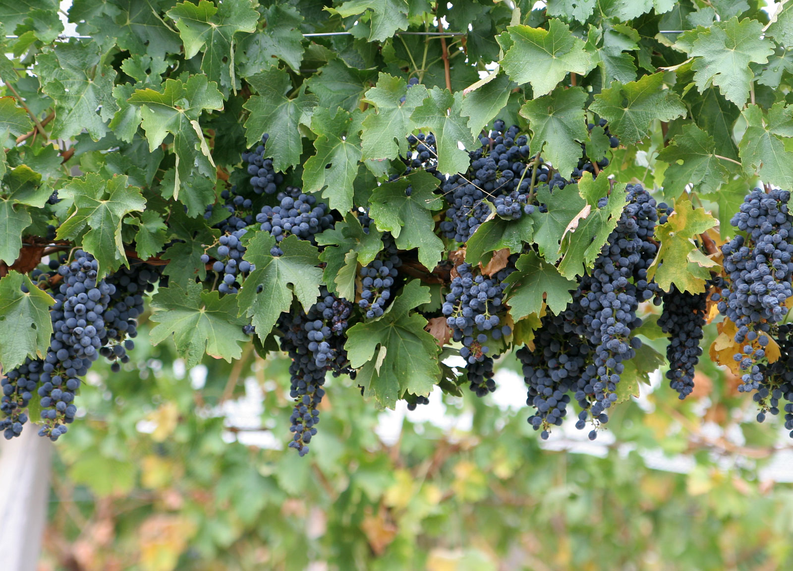 grapes trees images