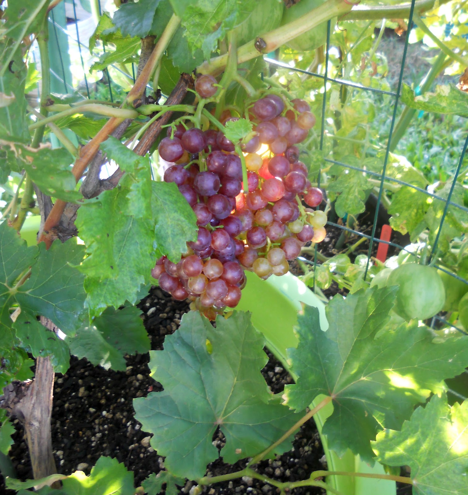 hd images of grapes tree