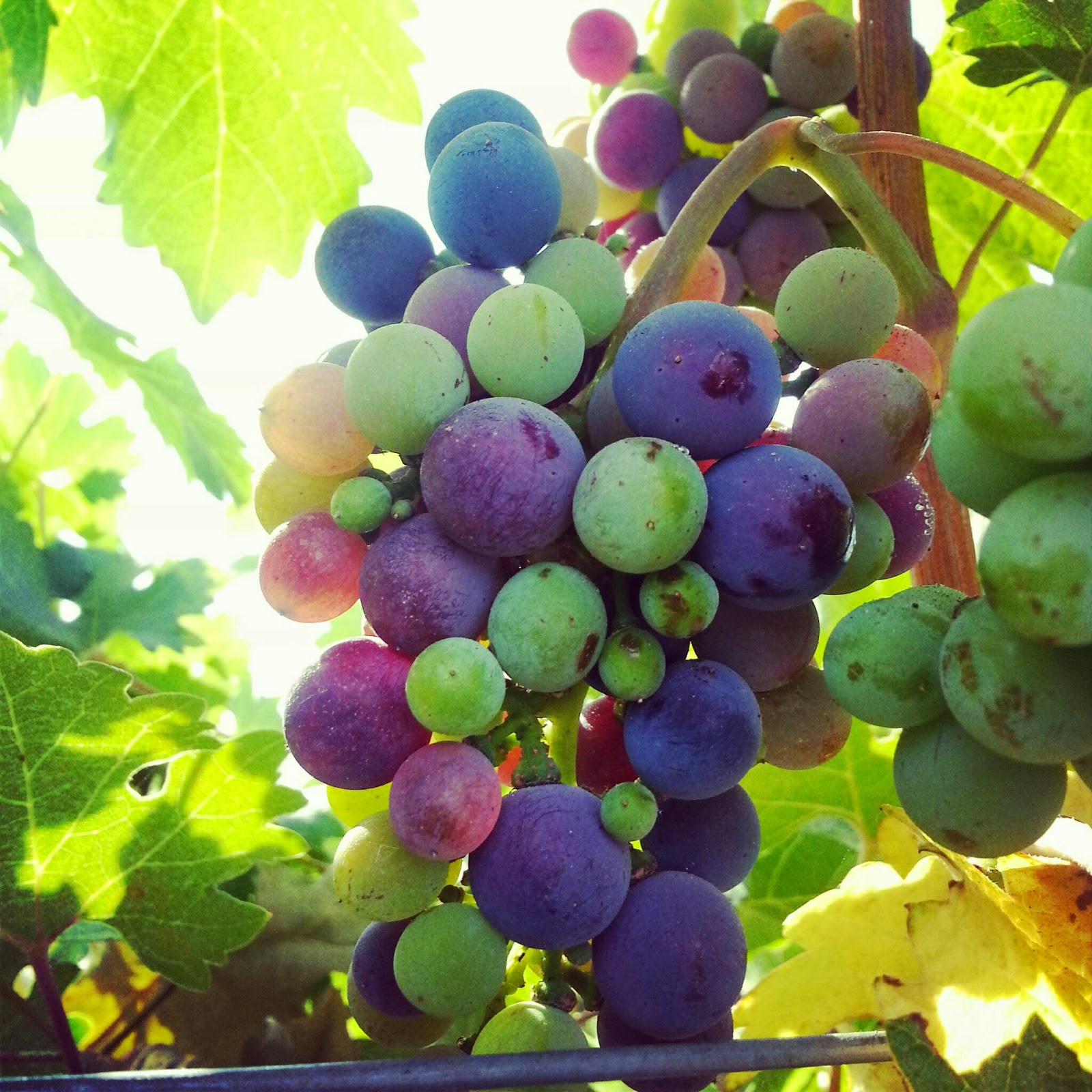 pics of grapes to color