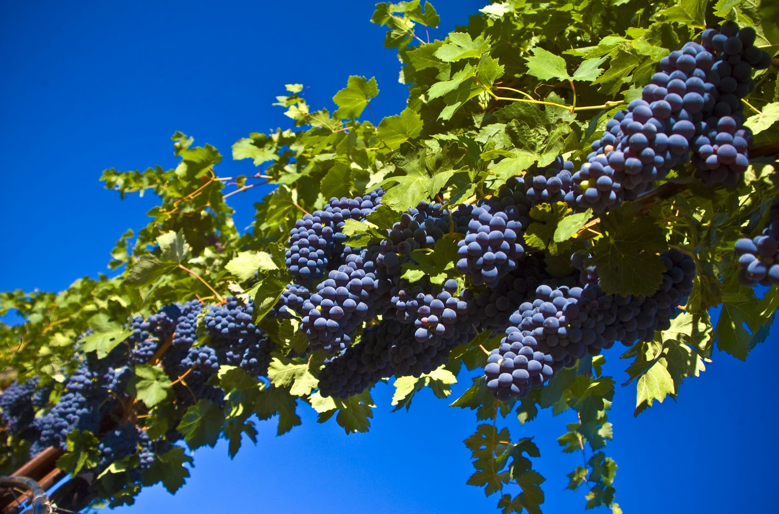picture of grapes download