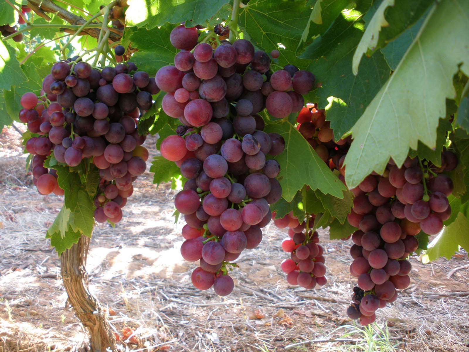 pictures of red grapes