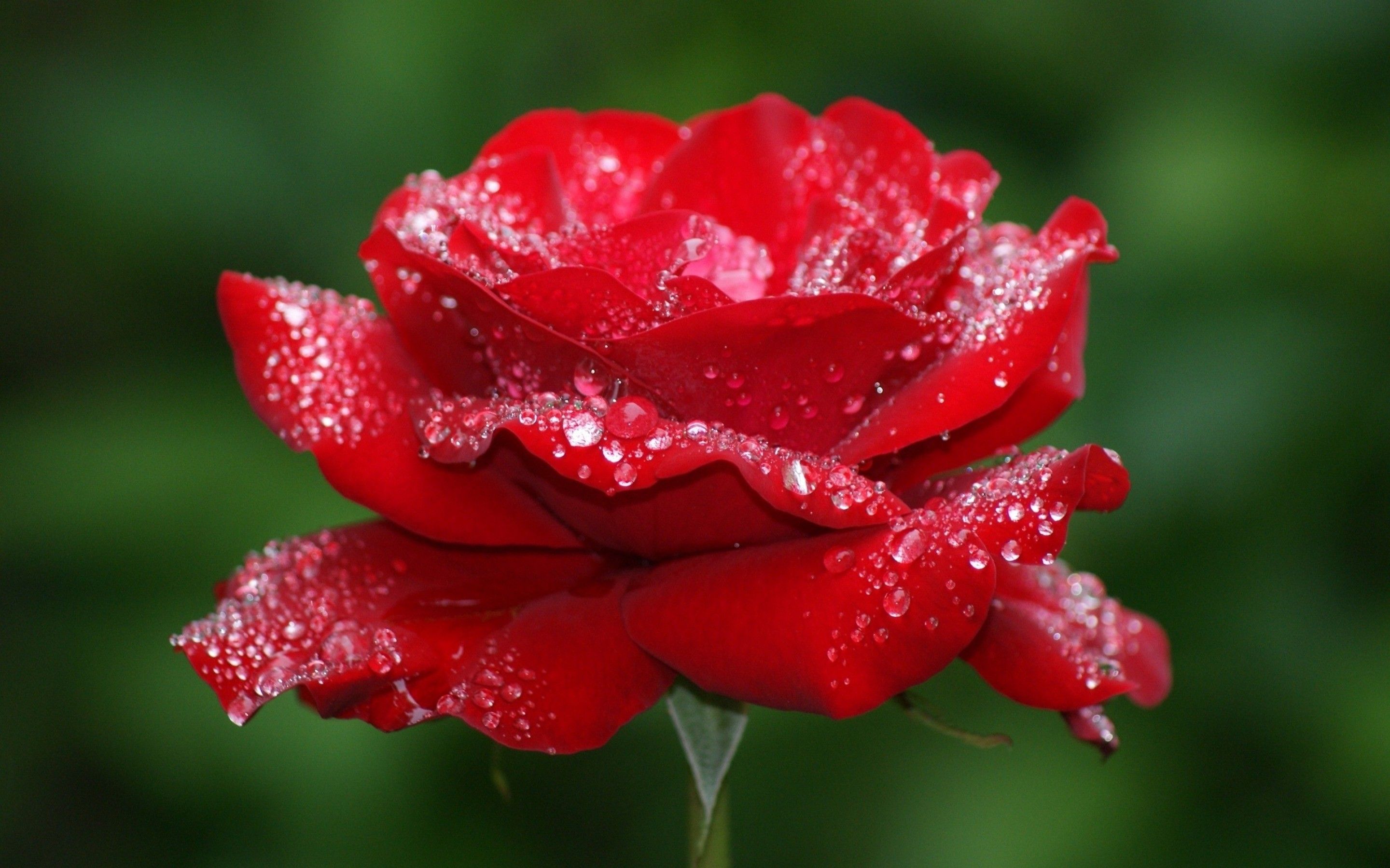 amazing rose flower beautiful hd images picture photos download