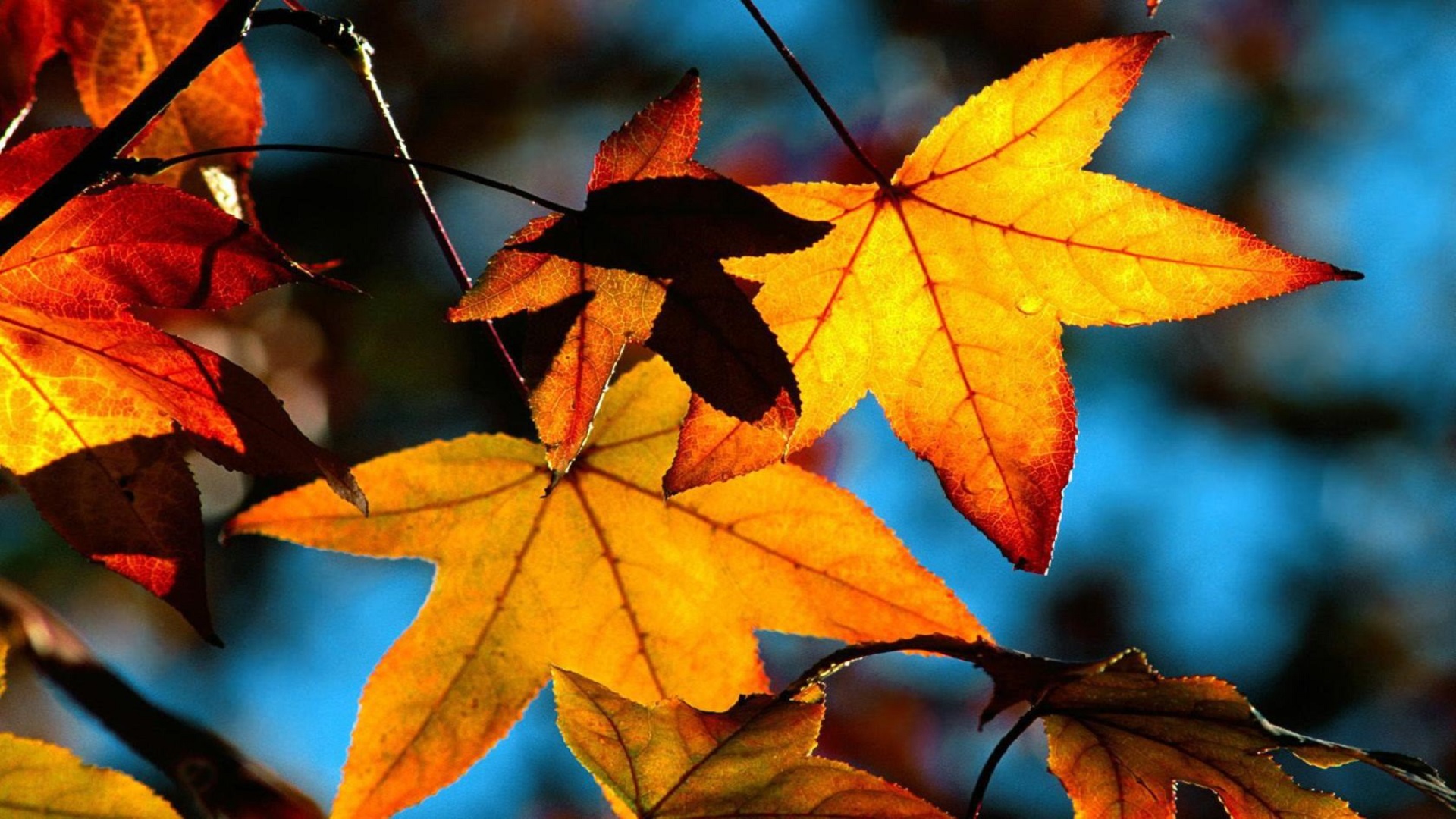 autumn leaves 4k background wallpapers widescreen