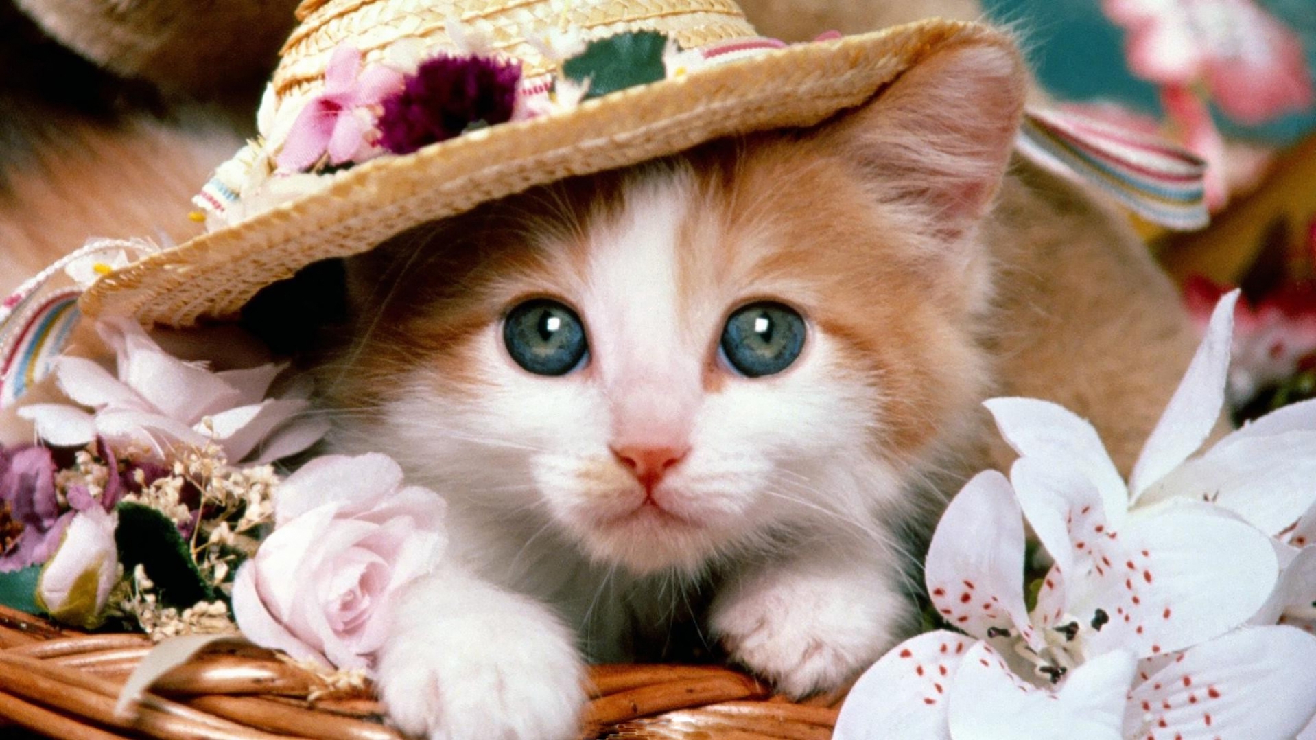 beautiful hat and cute free cat hd widescreen 4k background wallpapers