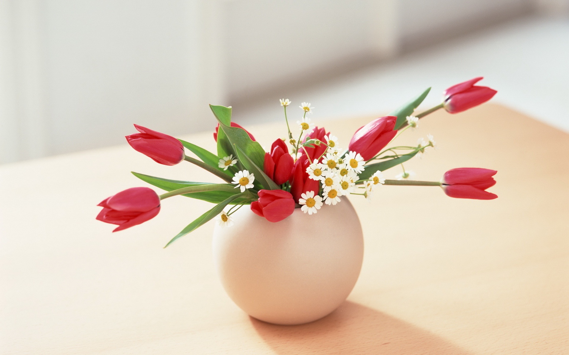 beautiful tulip flowers pot and images picture photos download