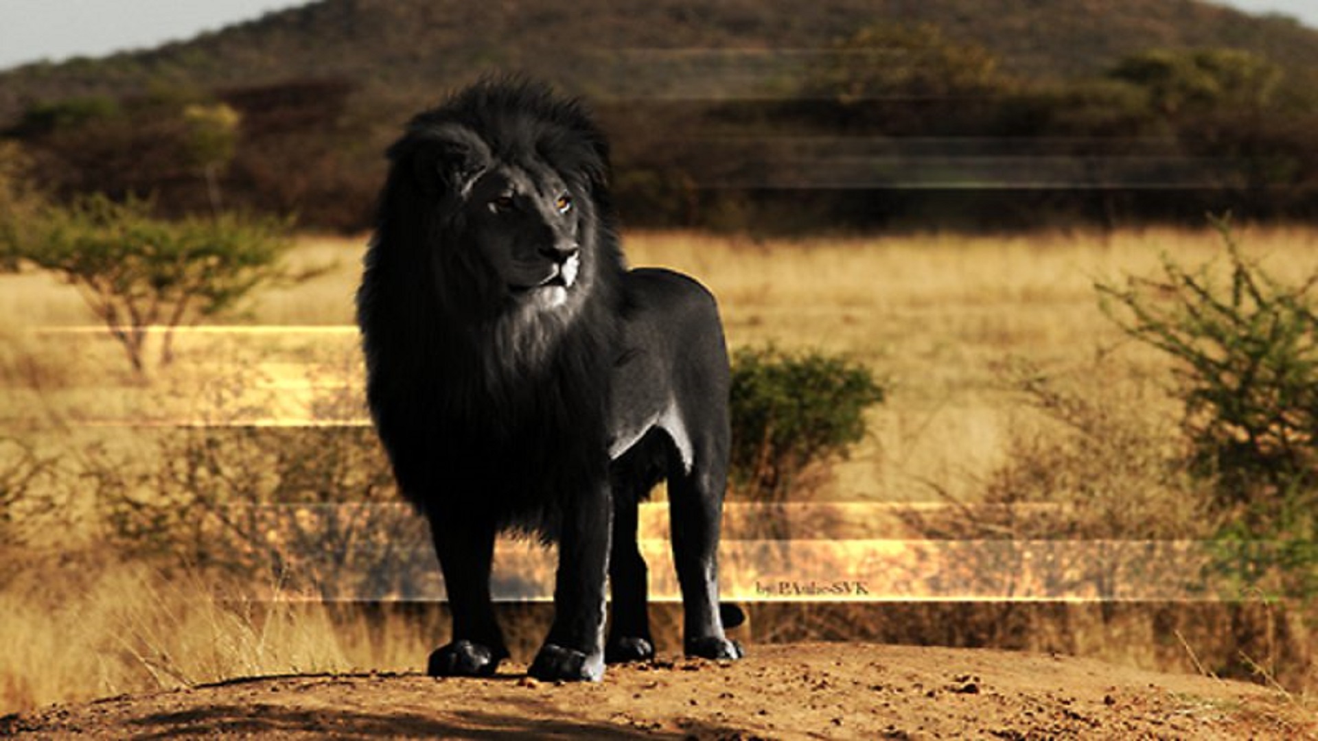 black african lion hd free 4k background wallpaperss for desktop