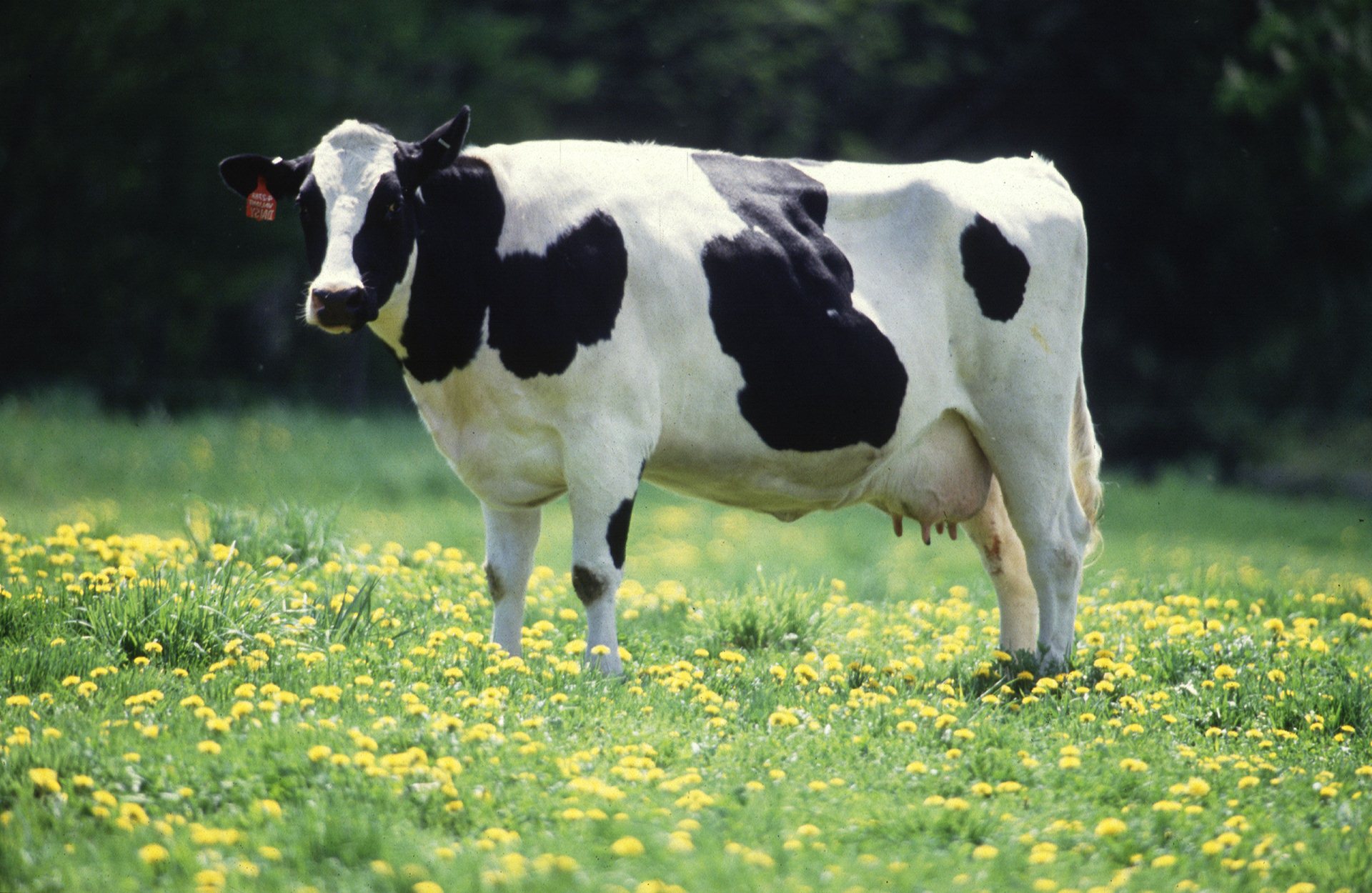 cow gau cattle mata hd wallpaper free download