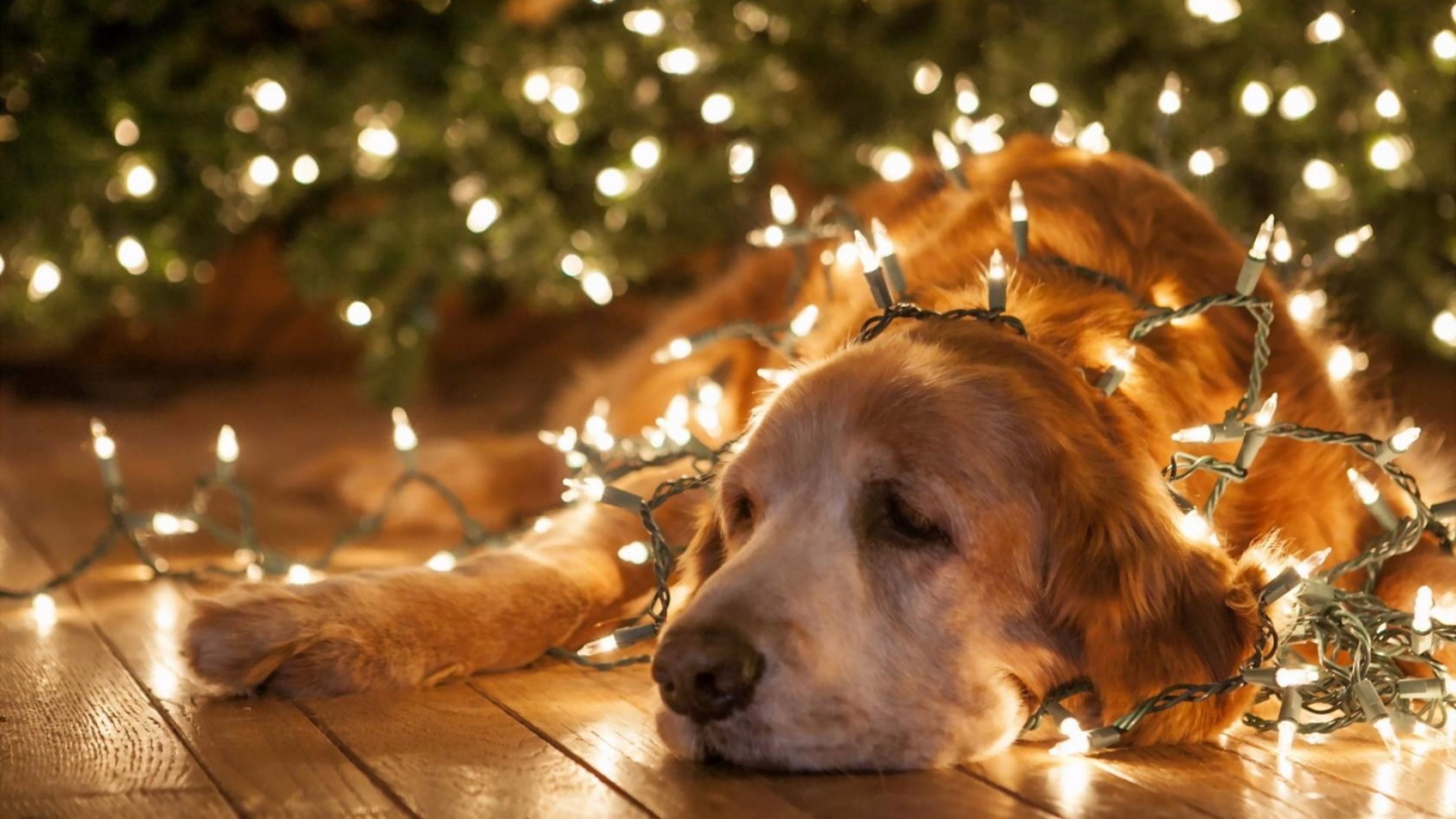 lovely bet dog body full of lighting christmas widescreen image