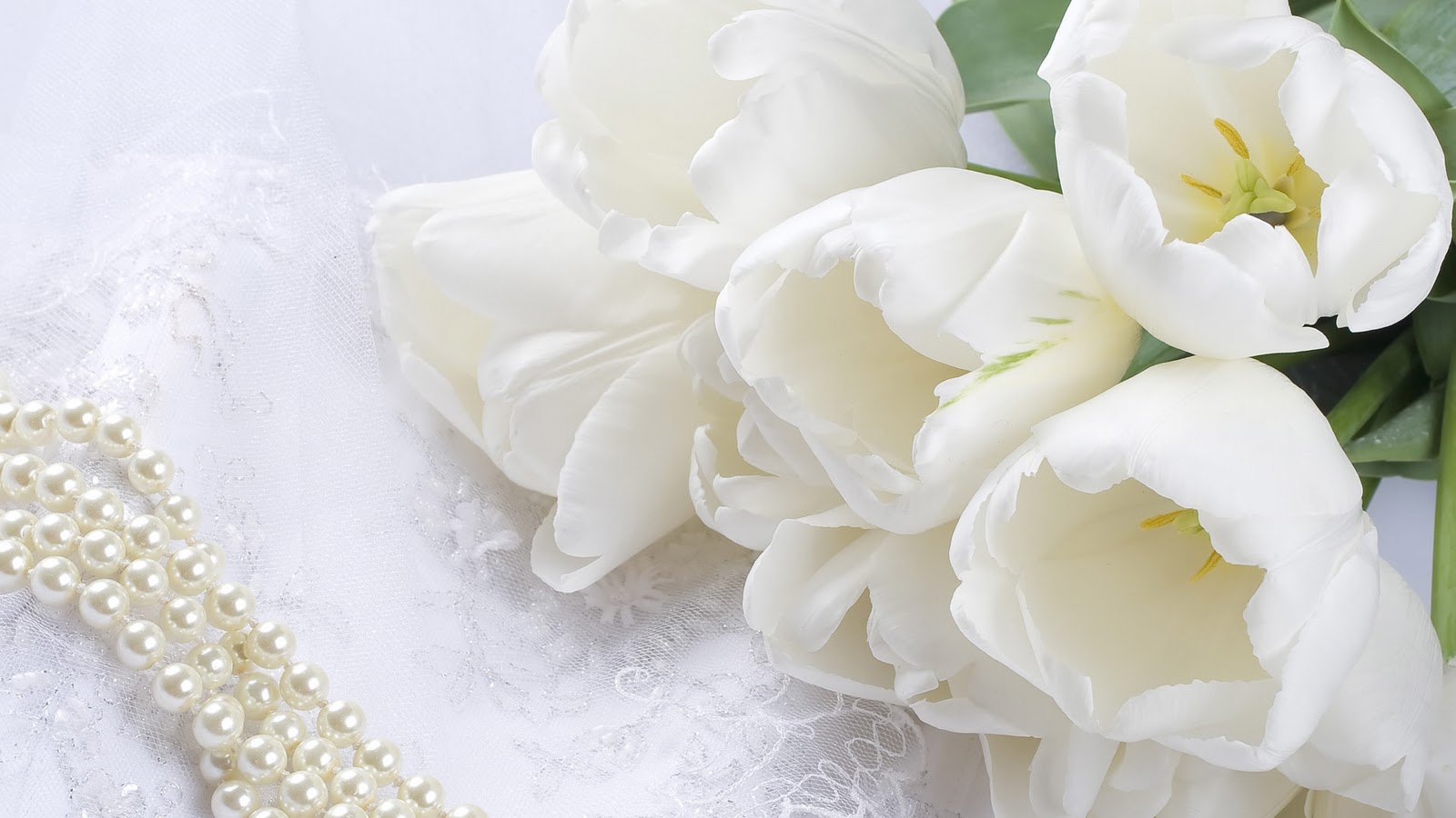 most beautiful hd free 4k background wallpaperss white rose
