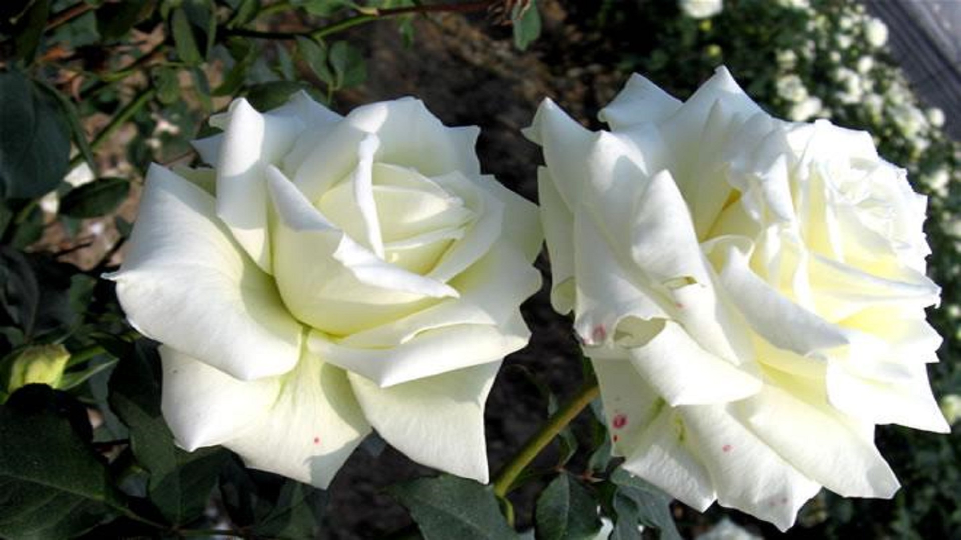 most beautiful hd free 4k background wallpaperss white roses