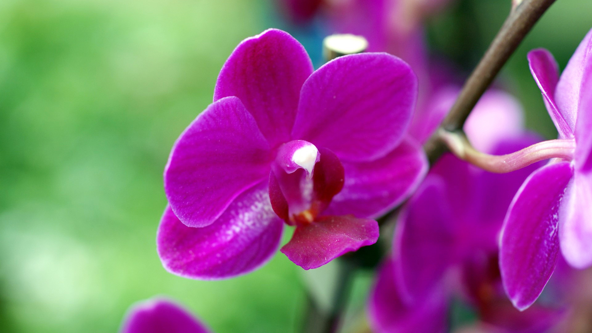 orchid purple 1080p wide 4k background wallpapers