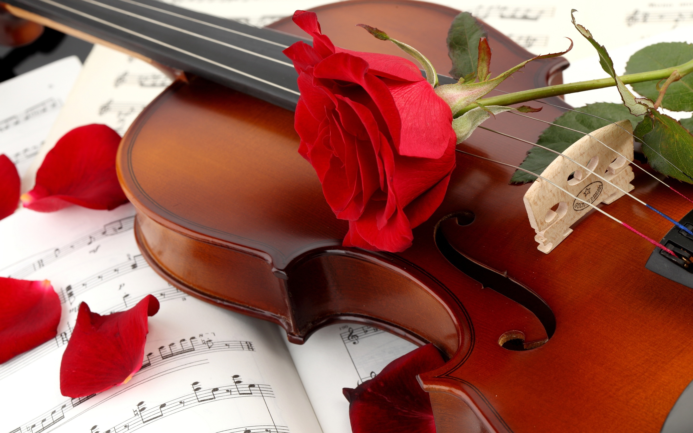 red rose with violin hd free 4k background wallpaperss