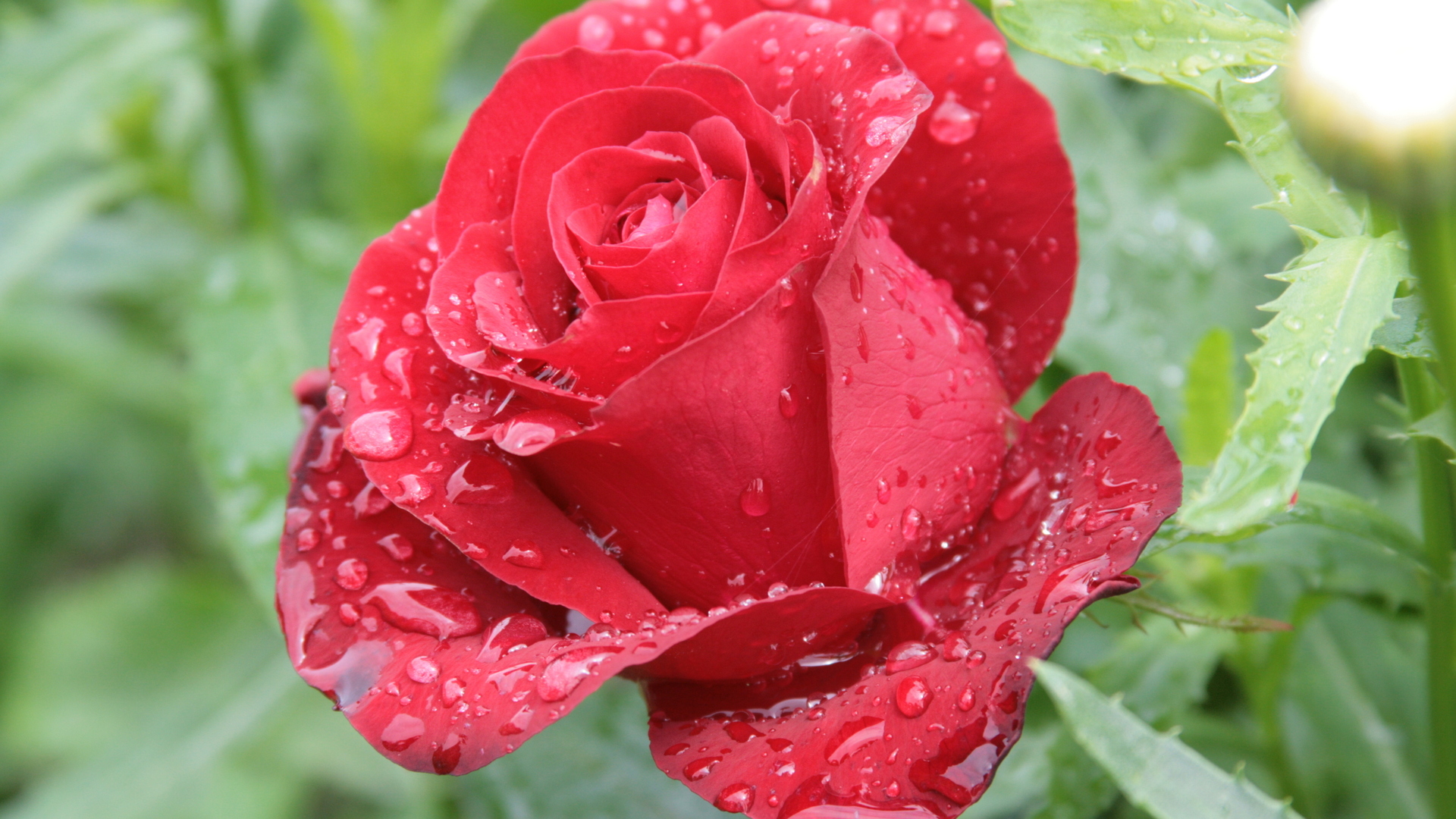 res rose flower best capturing images photos pics downloads