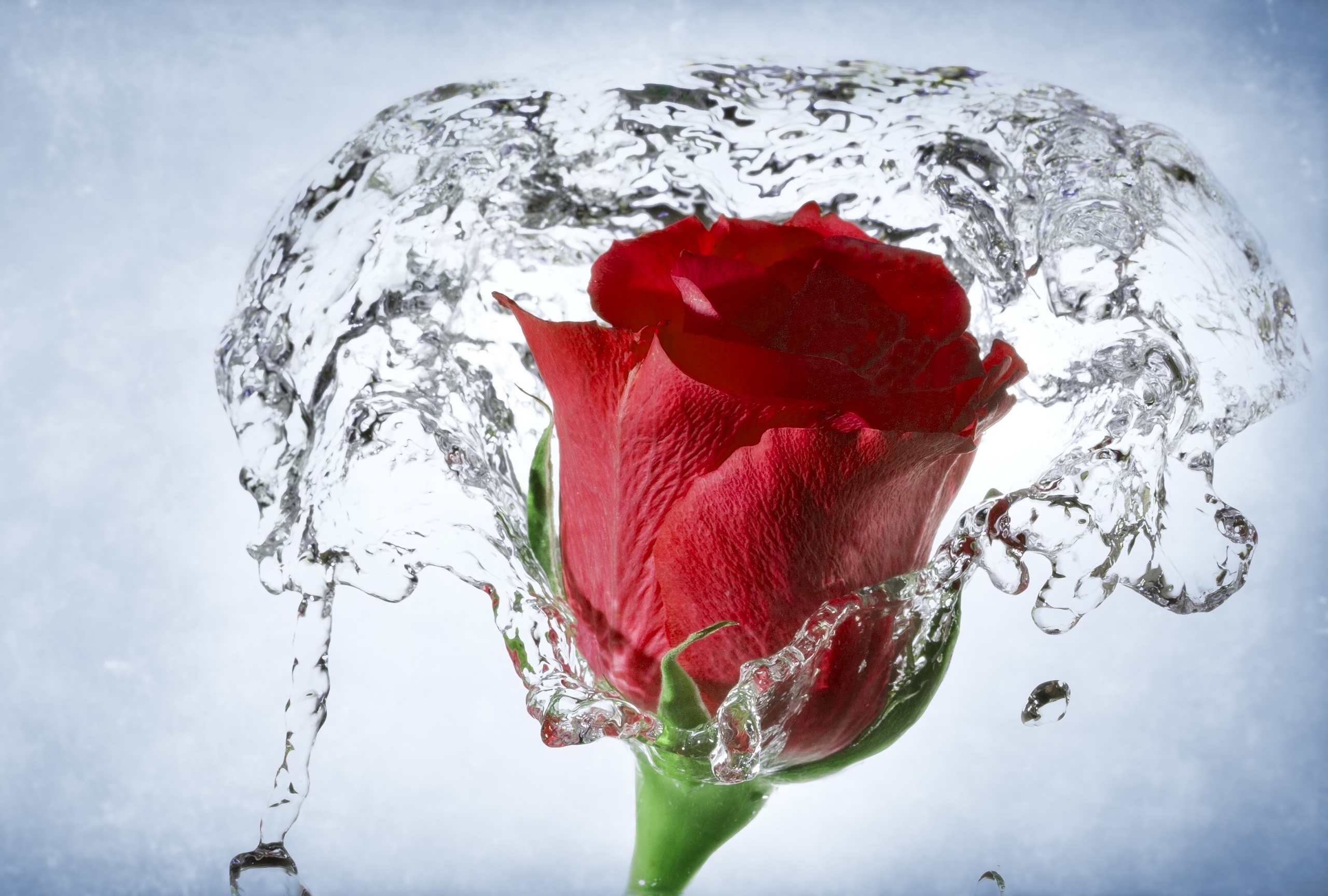 rose red with water so beautiful free hd 4k background wallpapers