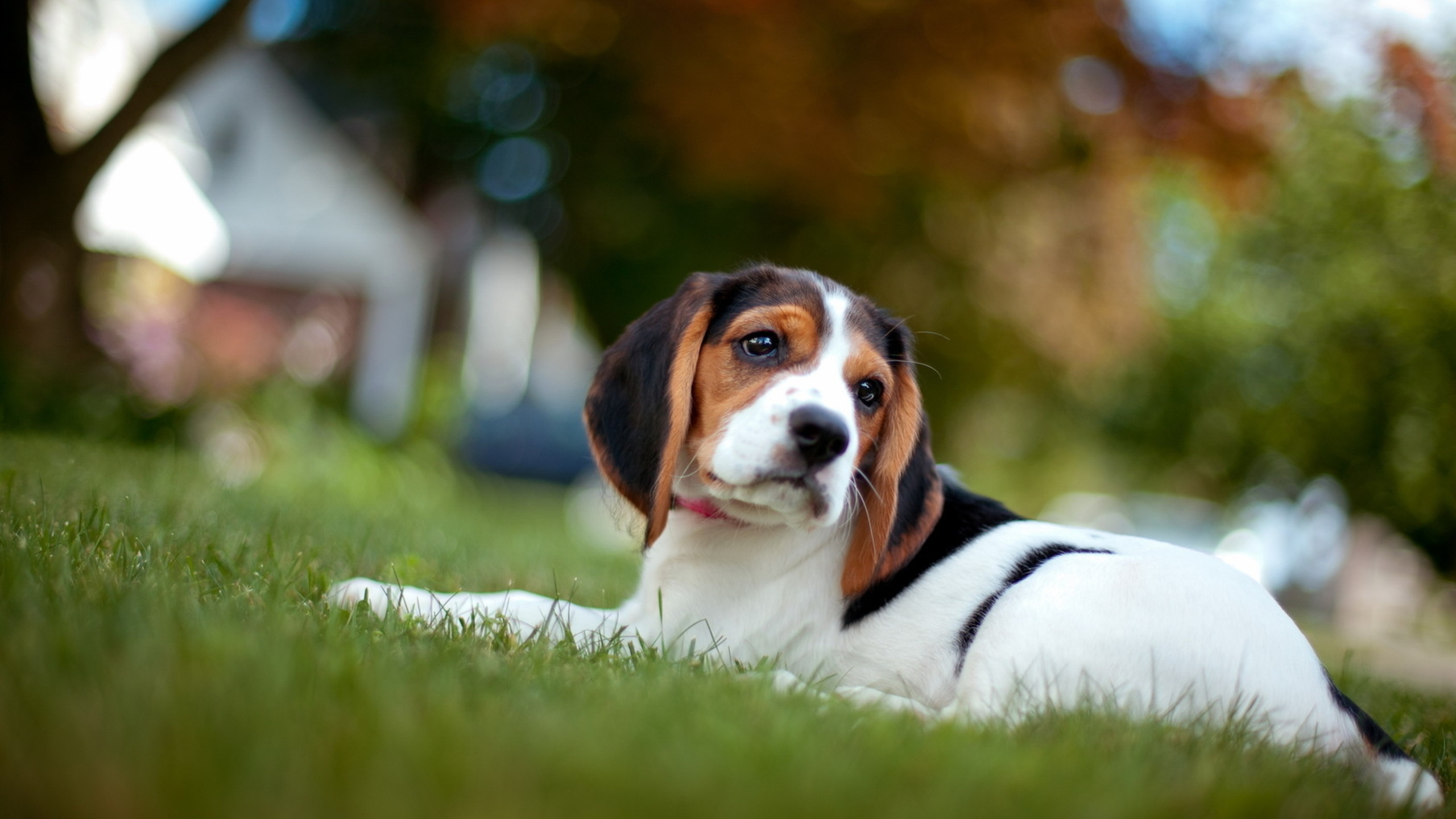 top beagle wallpapers images photos picture images wallpaer download