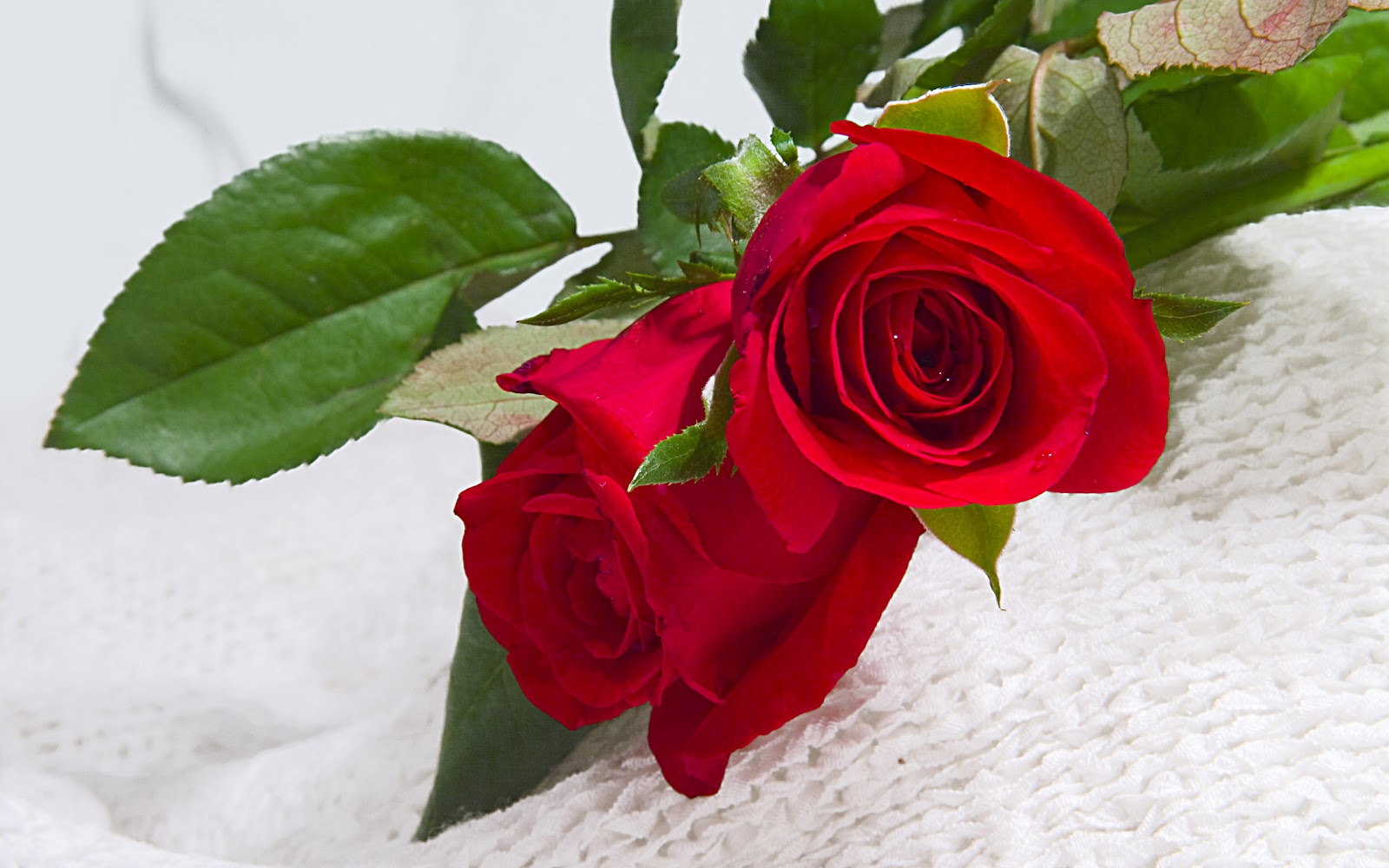 two red roses free 4k background wallpaperss hd