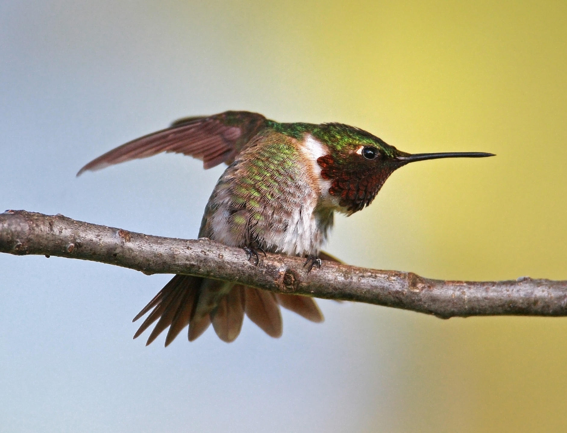 amazing hummingbird images