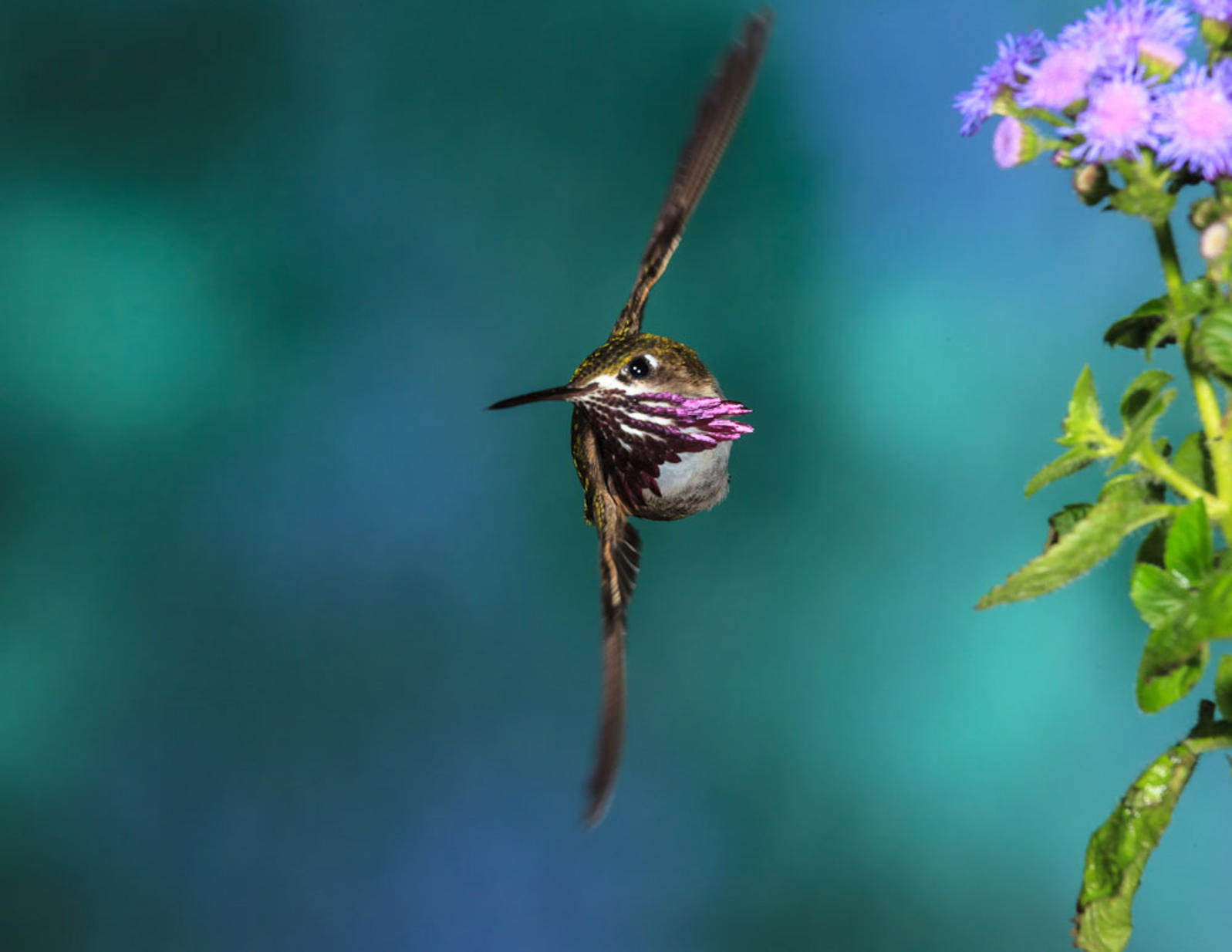 Amazing Hummingbird Photo