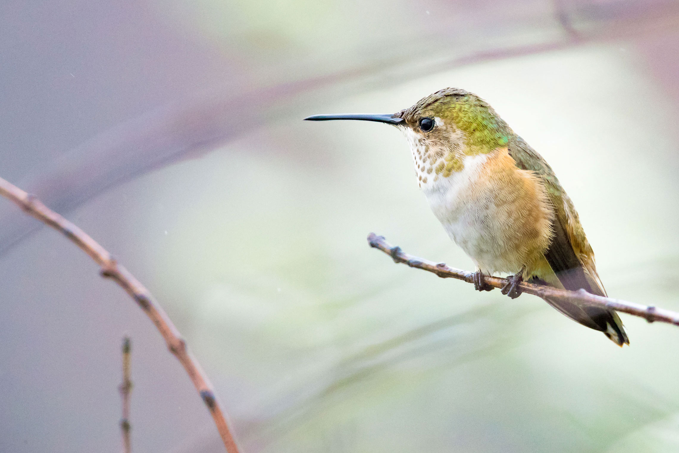 amazing hummingbird photos